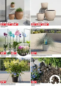 Pogląd oferty "Merkury Market gazetka - Ogród" - ważna od 01.07.2026 | Strona: 5 | Produkty: Doniczka, Doniczki, Storczyk