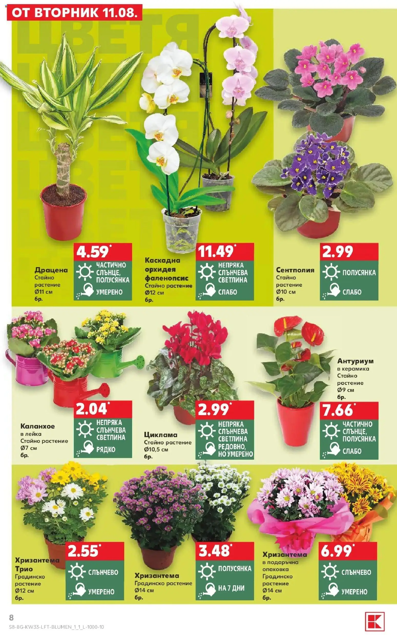 Нова Кауфланд брошура - Вземи повече, спести повече с Kaufland с валидност до 16.08.2026 от 10.08.2026 | Страница: 8 | Продукти: Орхидея, Хризантема, Лейка