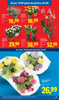 Ofertele Lidl valabile de la 14.09.2026 | Pagină: 55 | Produse: Trandafir, Ghiveci