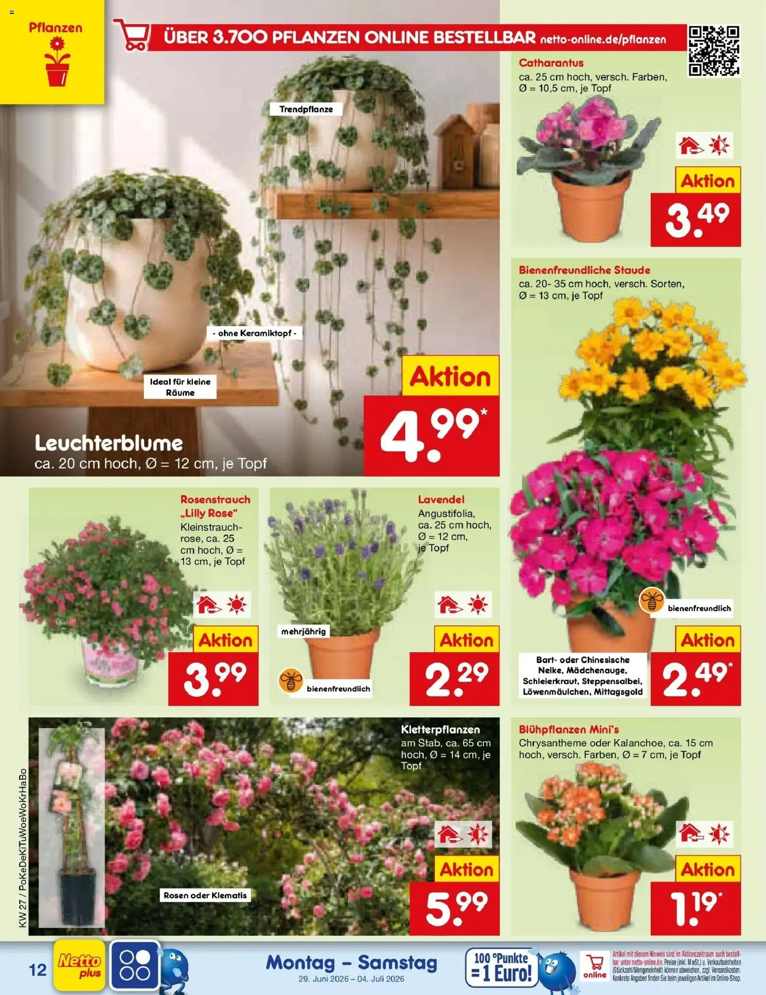 Netto Marken-Discount Prospekt Selb – gültig ab 28.06.2026 | Seite: 16 | Produkte: Lavendel