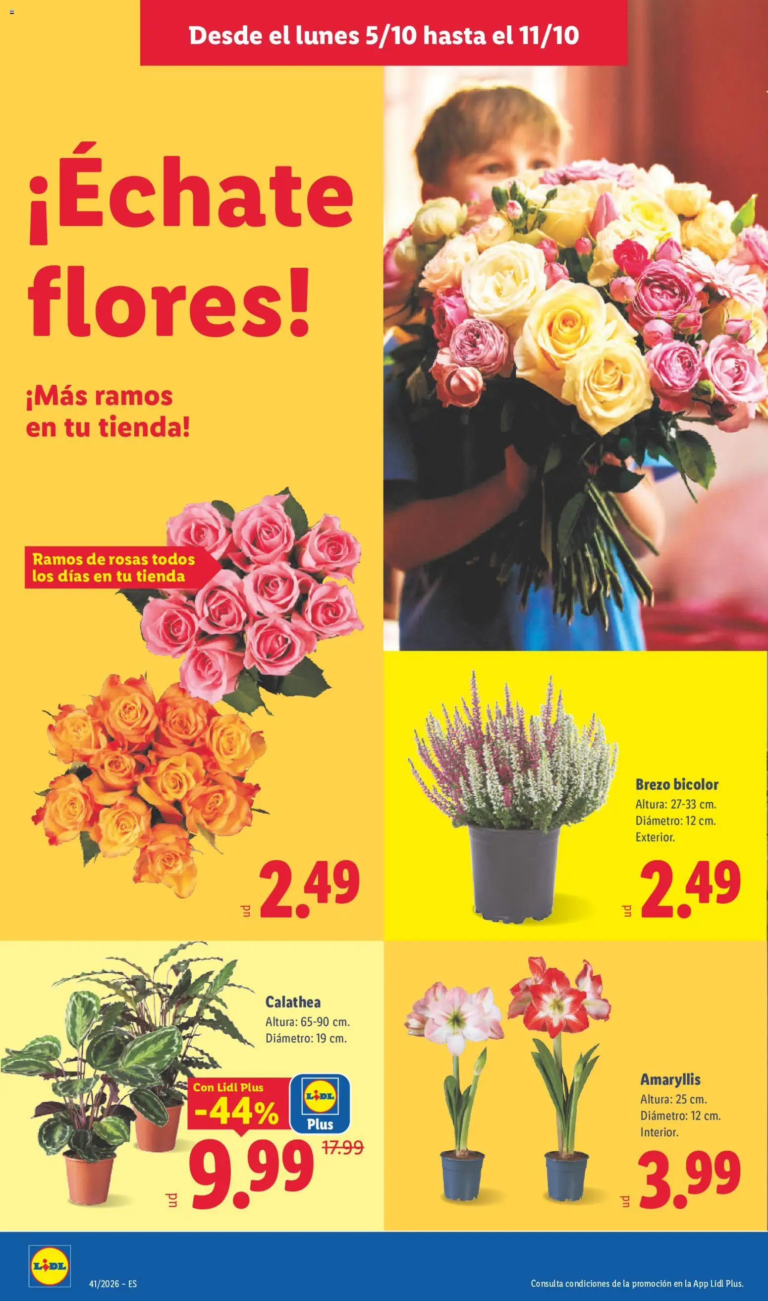 Lidl folleto │ válido desde el 05/10/2026 | Página: 50 | Productos: Naranjas, Flores, Brezo, Maceta