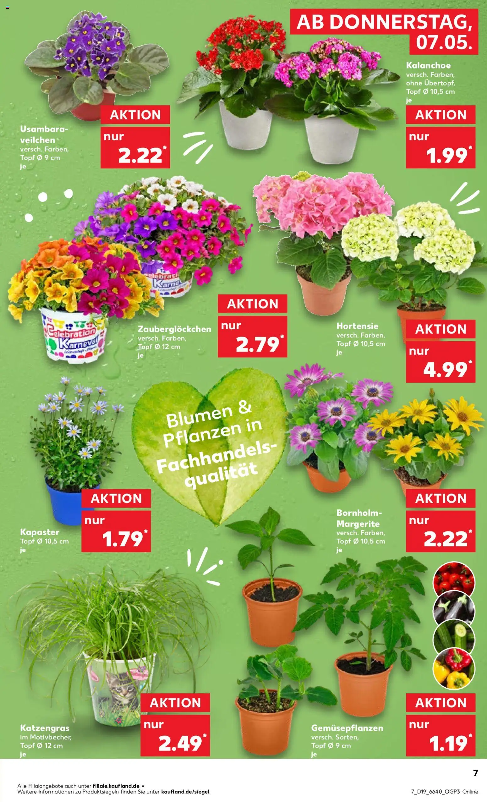 Kaufland Prospekt Speyer	 – gültig ab 07.05.2026 | Seite: 7 | Produkte: Hortensie, Blumen