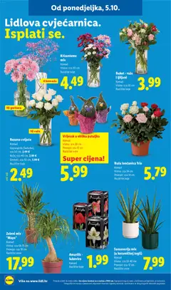 Rezano cvijeće, Komad, Gypsophila (Sadarka),, cca 50 cm, 2.49 €, Ruže, cca 40 cm, 2.99 €, Gerberi, cca 50 cm, 3.99 €, Različite boje - Pregled kataloga iz trgovine Lidl, vrijedi od 05.10.2026 | Stranica: 52