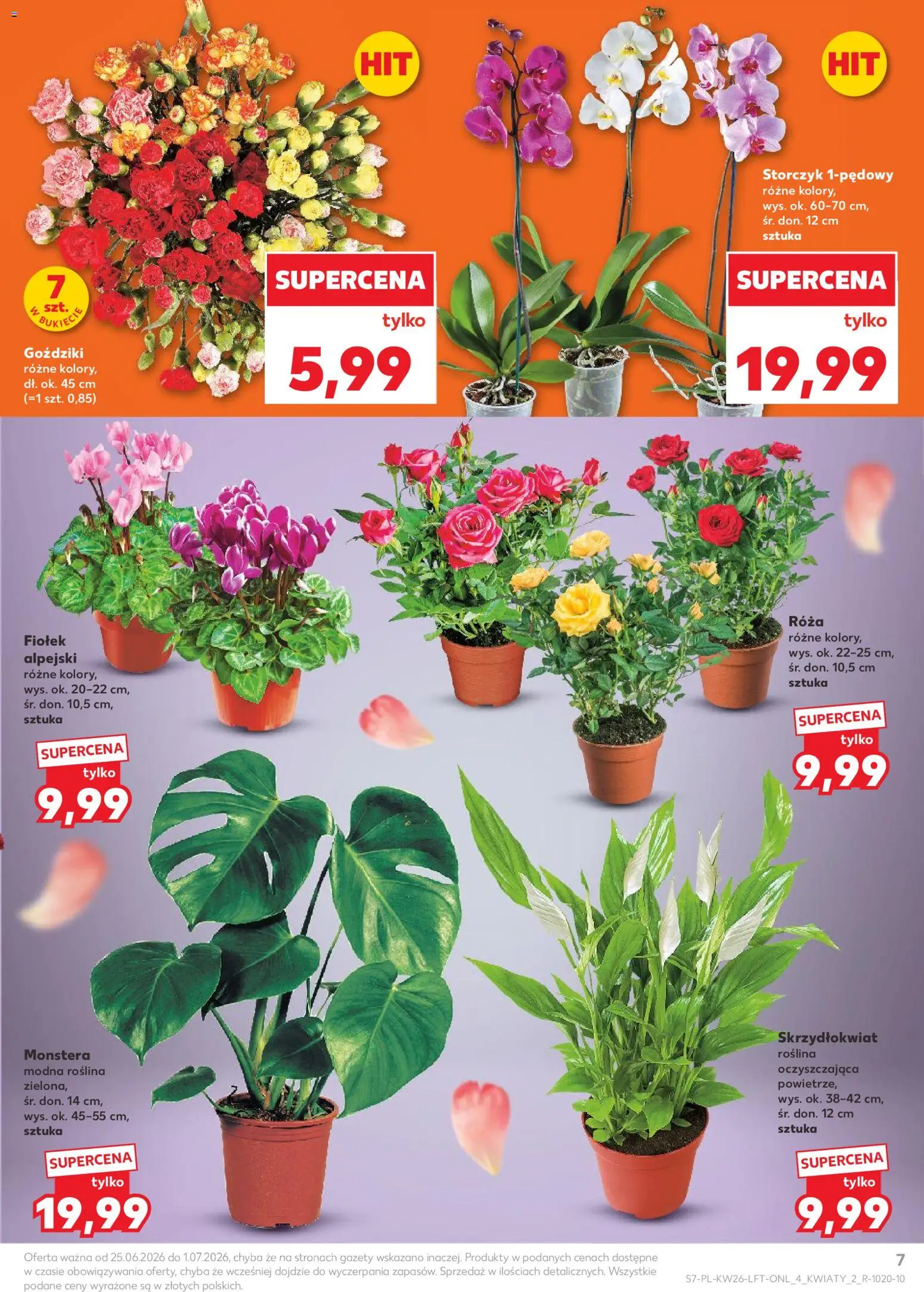 Kaufland Polsko leták od 25.06.2026 | Strana: 7 | Produkty: Monstera, Storczyk