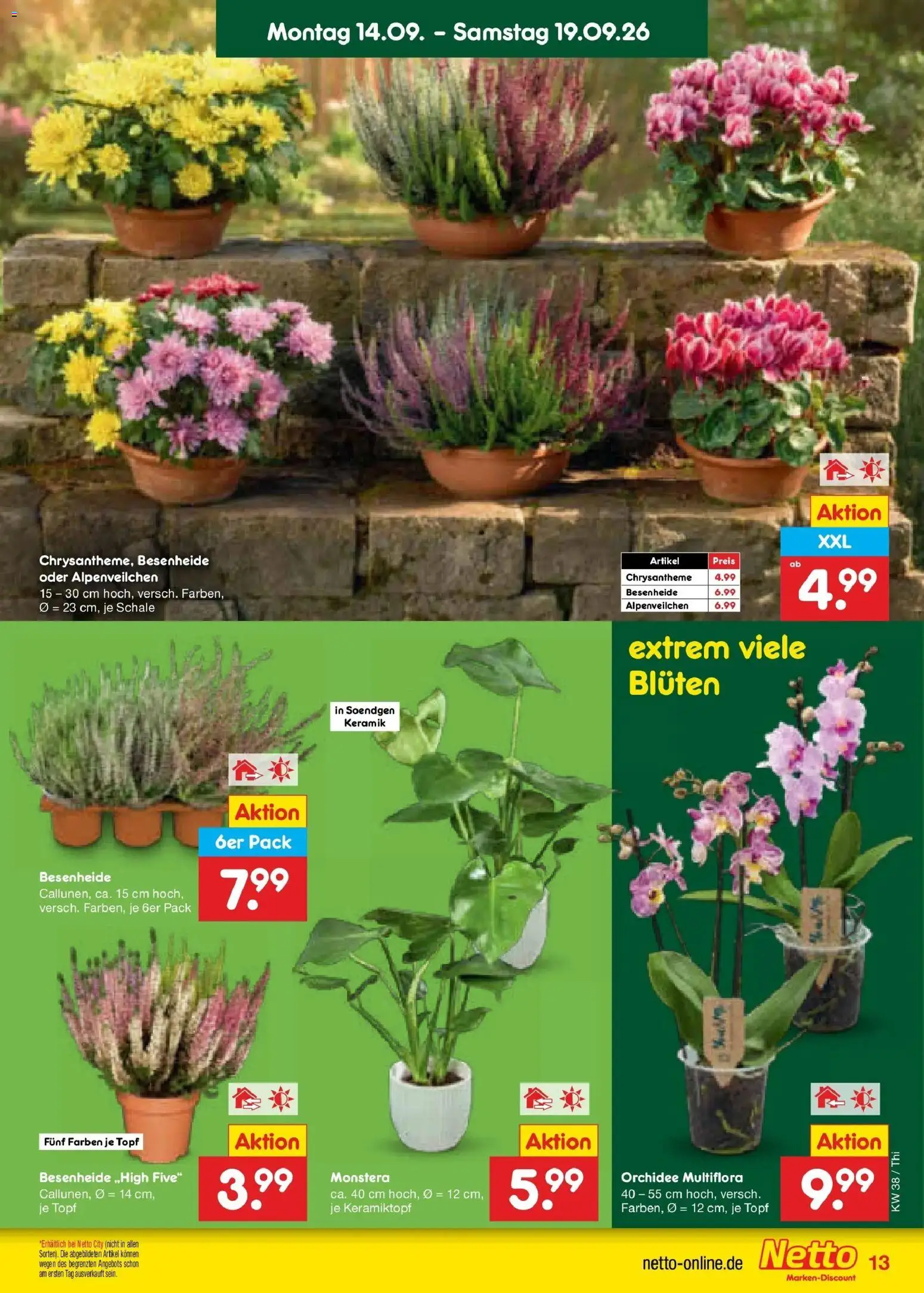 Netto Marken-Discount Prospekt Thiendorf – gültig ab 14.09.2026 | Seite: 19 | Produkte: Orchidee