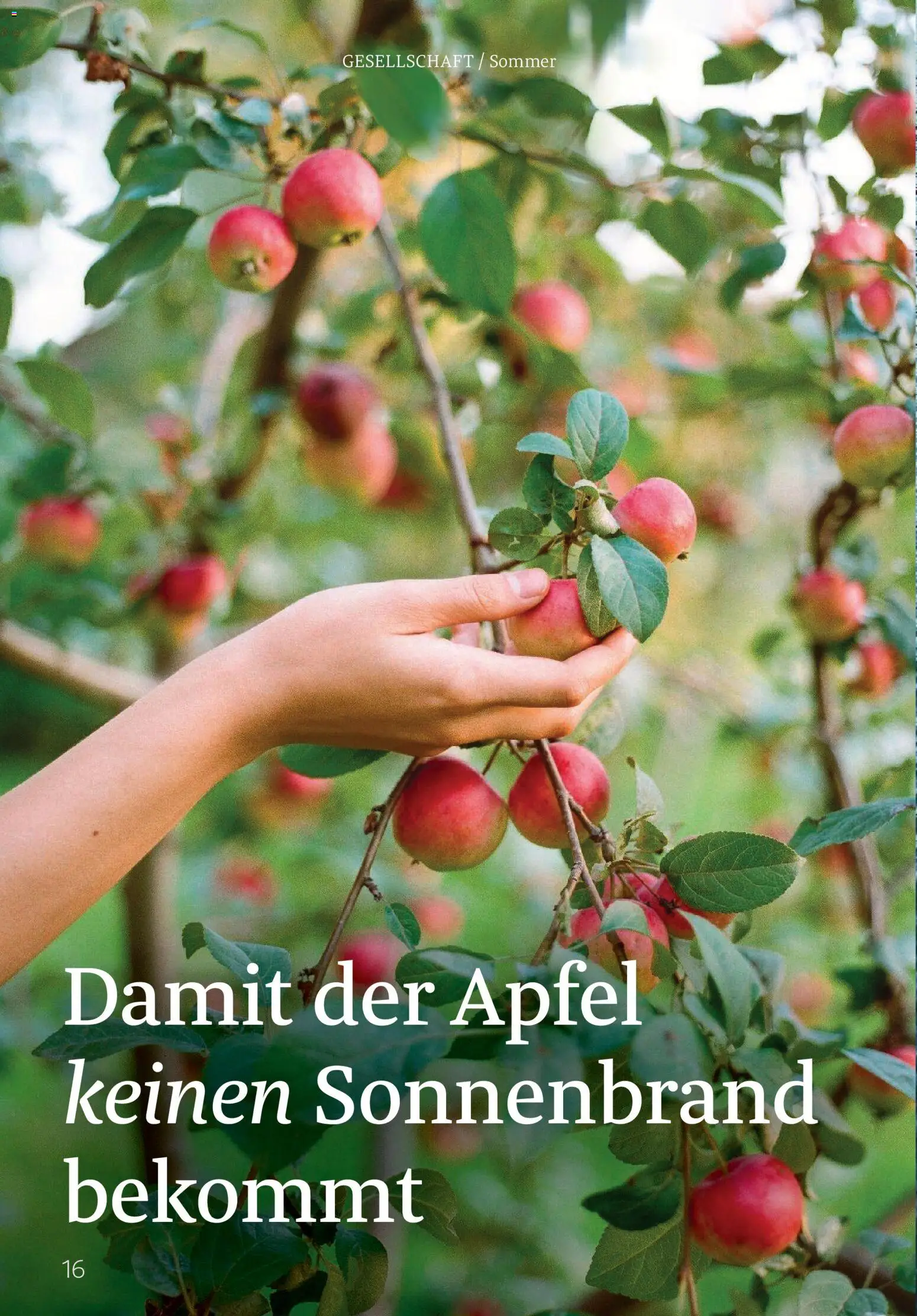 Rossmann Centaur – gültig ab 01.08.2026 | Seite: 16 | Produkte: Äpfel