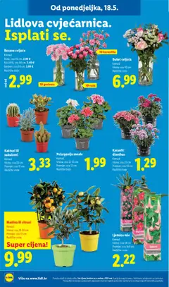 Pelargonija zonale, Komad. Visina: cca 25-35 cm. Promjer: cca 12 cm. Različite boje - Pregled kataloga iz trgovine Lidl, vrijedi od 18.05.2026 | Stranica: 42