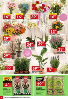 Pogląd oferty "Twój Market gazetka" - ważna od 24.06.2026 | Strona: 36 | Produkty: Karta, Doniczka, Kwiaty, Sól