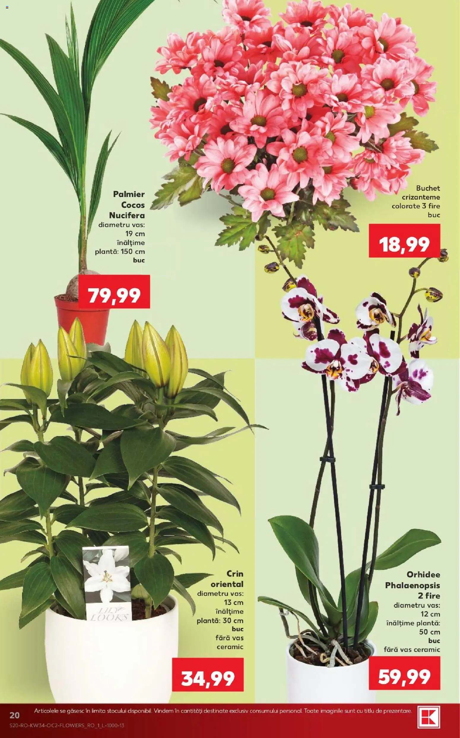 Noul catalog Kaufland – valabil de la 19.08.2026 | Pagină: 20 | Produse: Orhidee