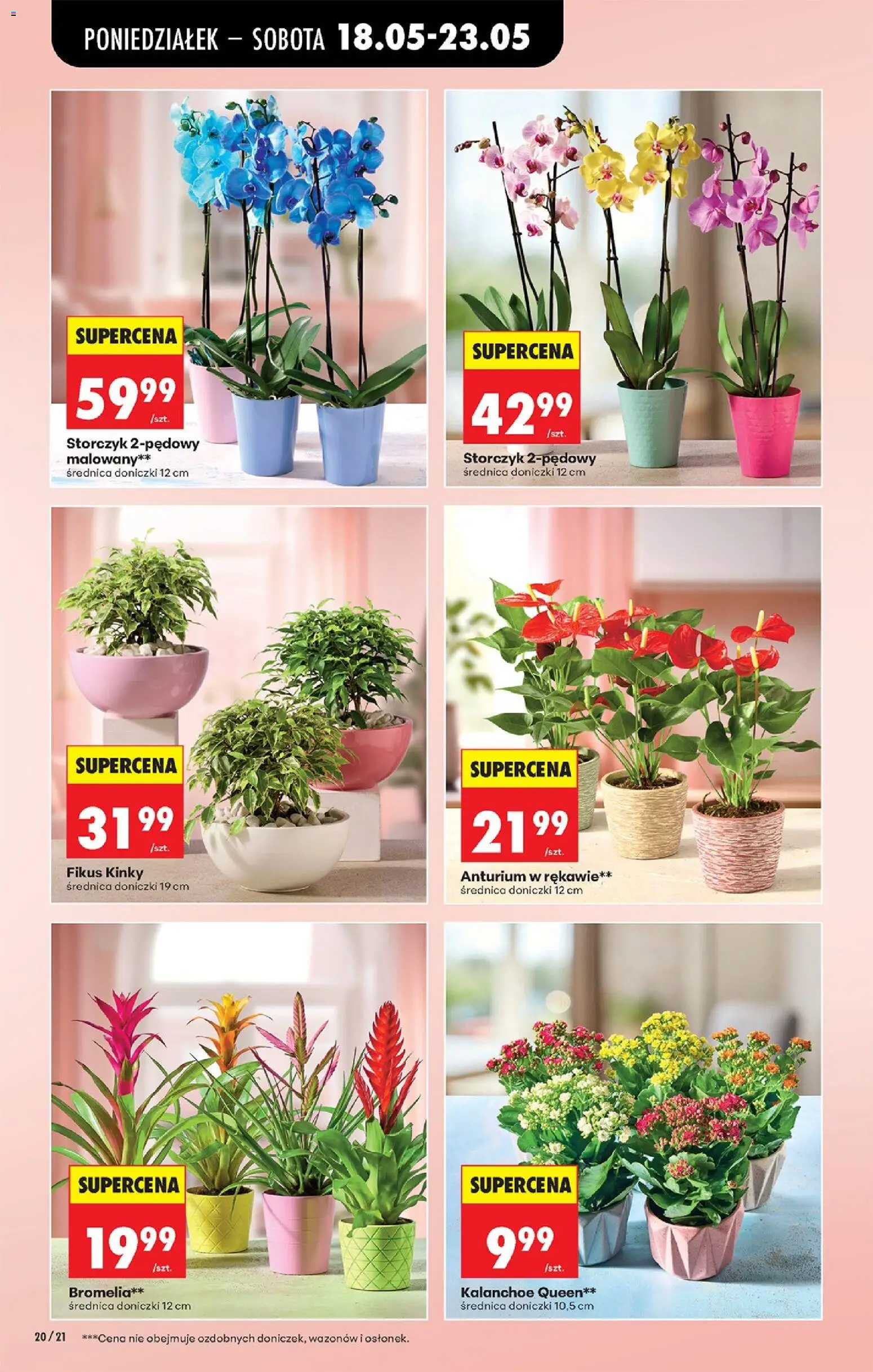 Biedronka Polsko leták od 18.05.2026 | Strana: 22 | Produkty: Kalanchoe, Storczyk