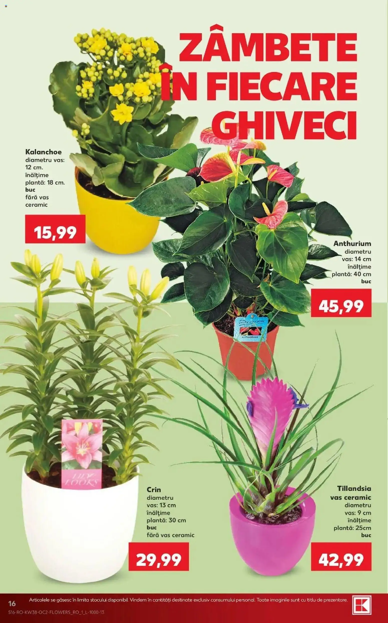 Kaufland Ploiești 16.09.2026 - Revista si Oferta | Pagină: 16 | Produse: Ghiveci
