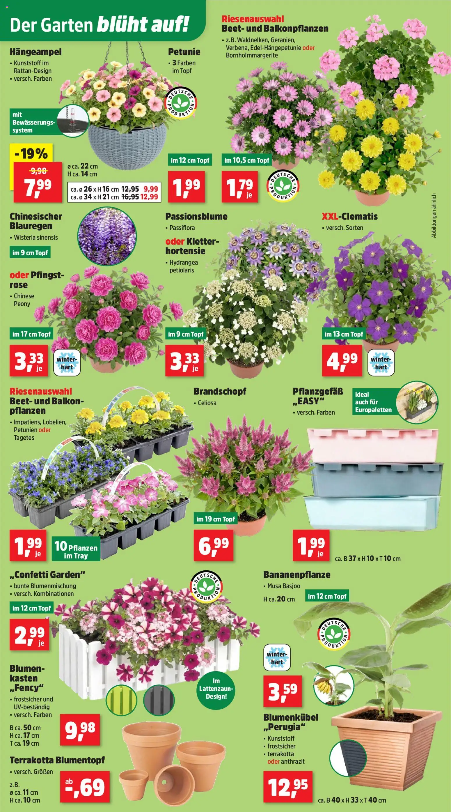 Thomas Philipps Prospekt – gültig ab 11.05.2026 | Seite: 2 | Produkte: Hortensie, Blumentopf, Blumen