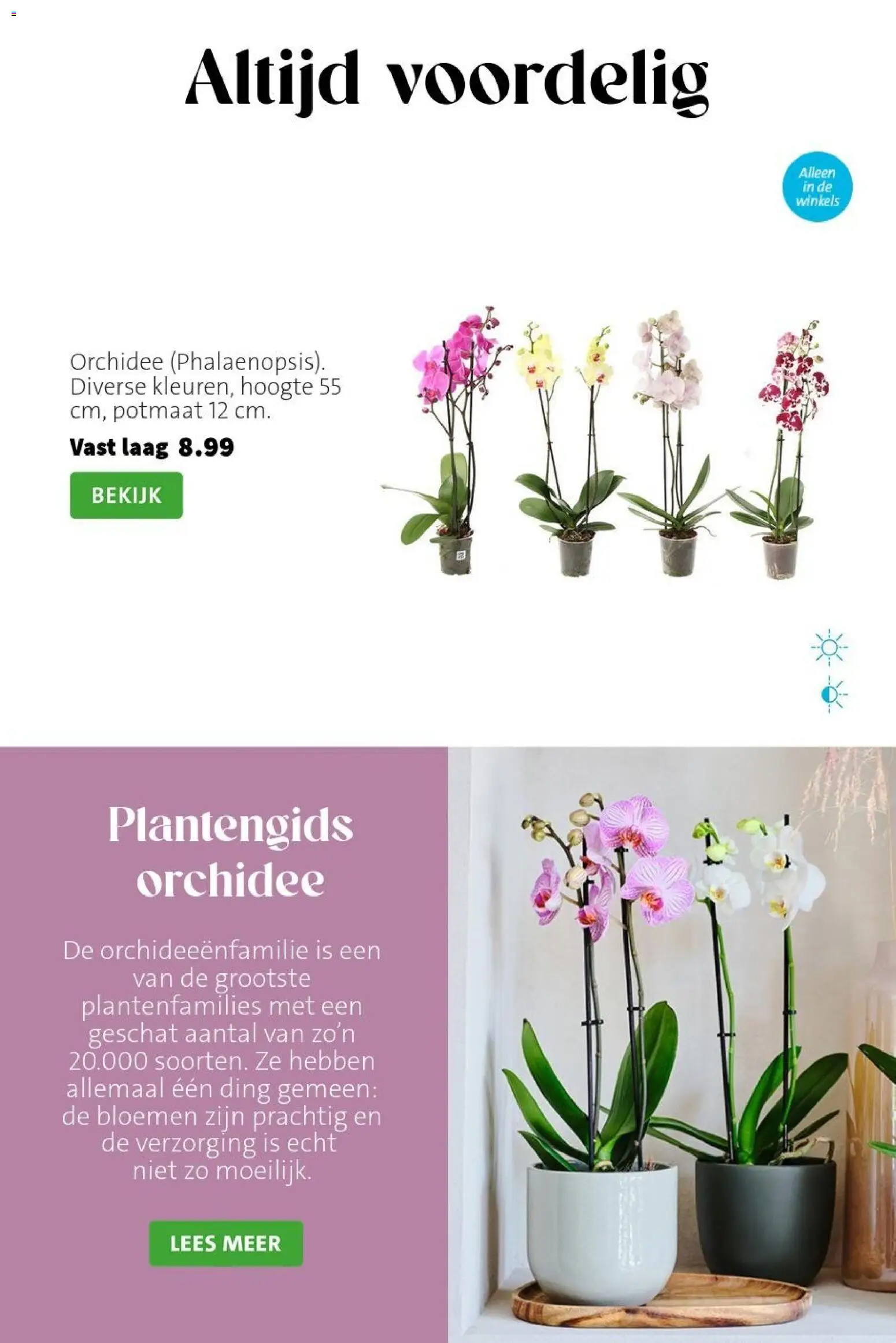 {H1} | Pagina: 3 | Producten: Bloemen, Orchidee