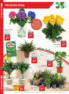Spar katalog akcije – veljaven od 19.08.2026 | Stran: 4 | Izdelki: Lončnice, Šopek, Zelena