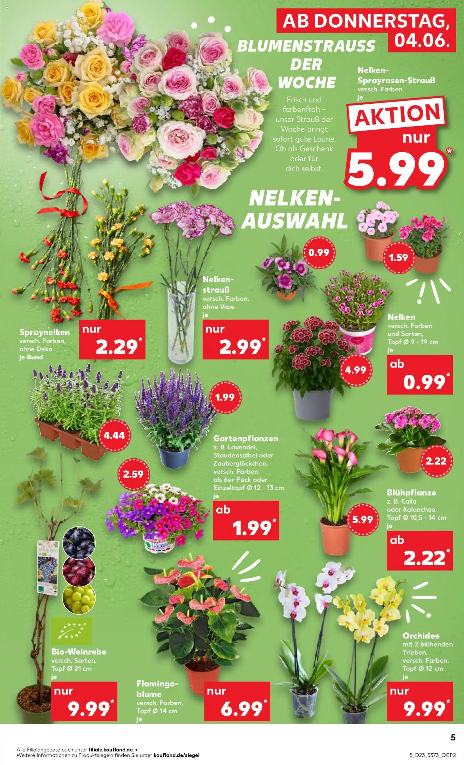 Kaufland Prospekt Hamburg – gültig ab 04.06.2026 | Seite: 5 | Produkte: Orchidee, Vase