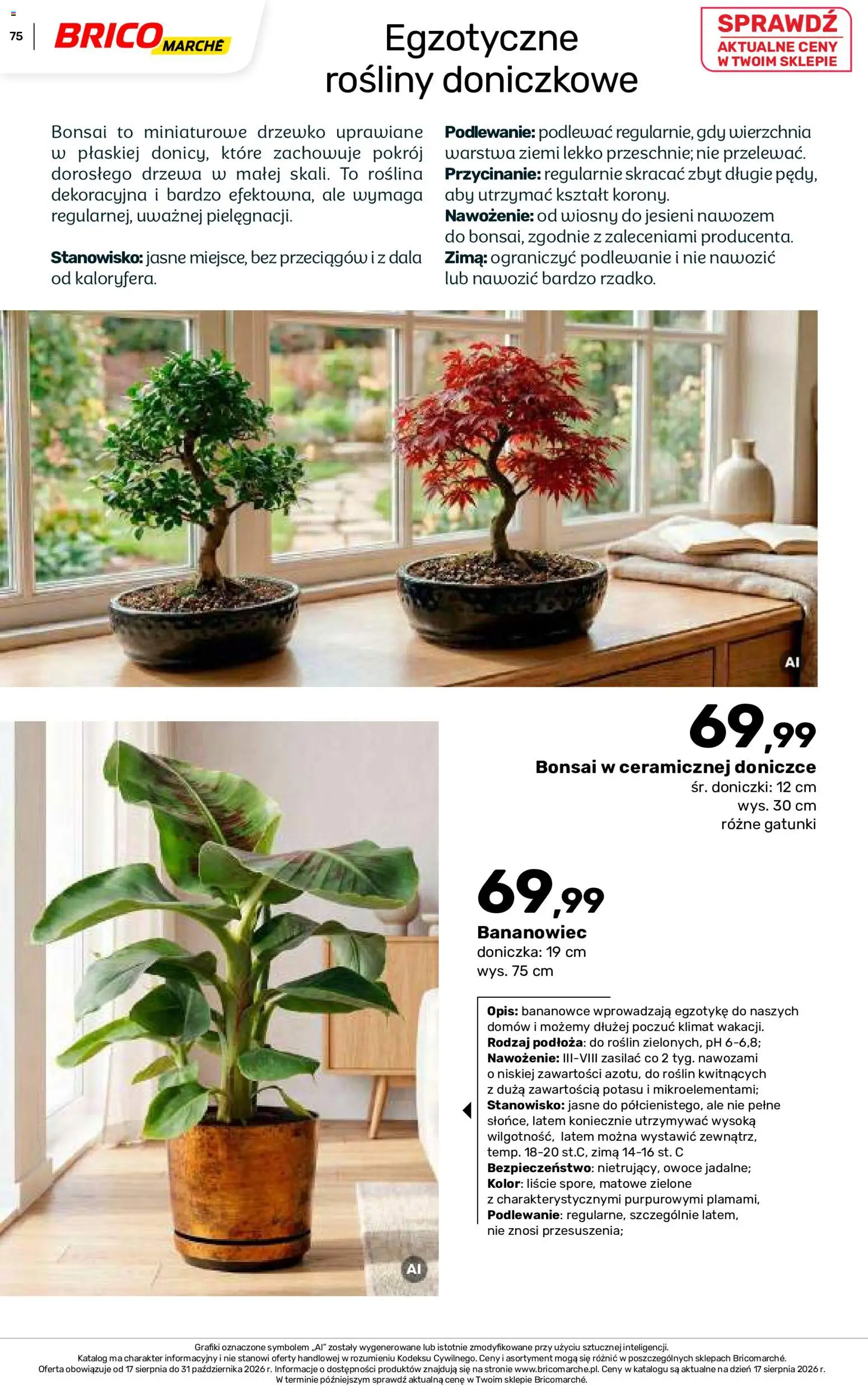Brico Marché gazetka - Jesienne Inspiracje od 17.08.2026 | Strona: 75 | Produkty: Rośliny doniczkowe, Doniczka, Rosliny, Owoce