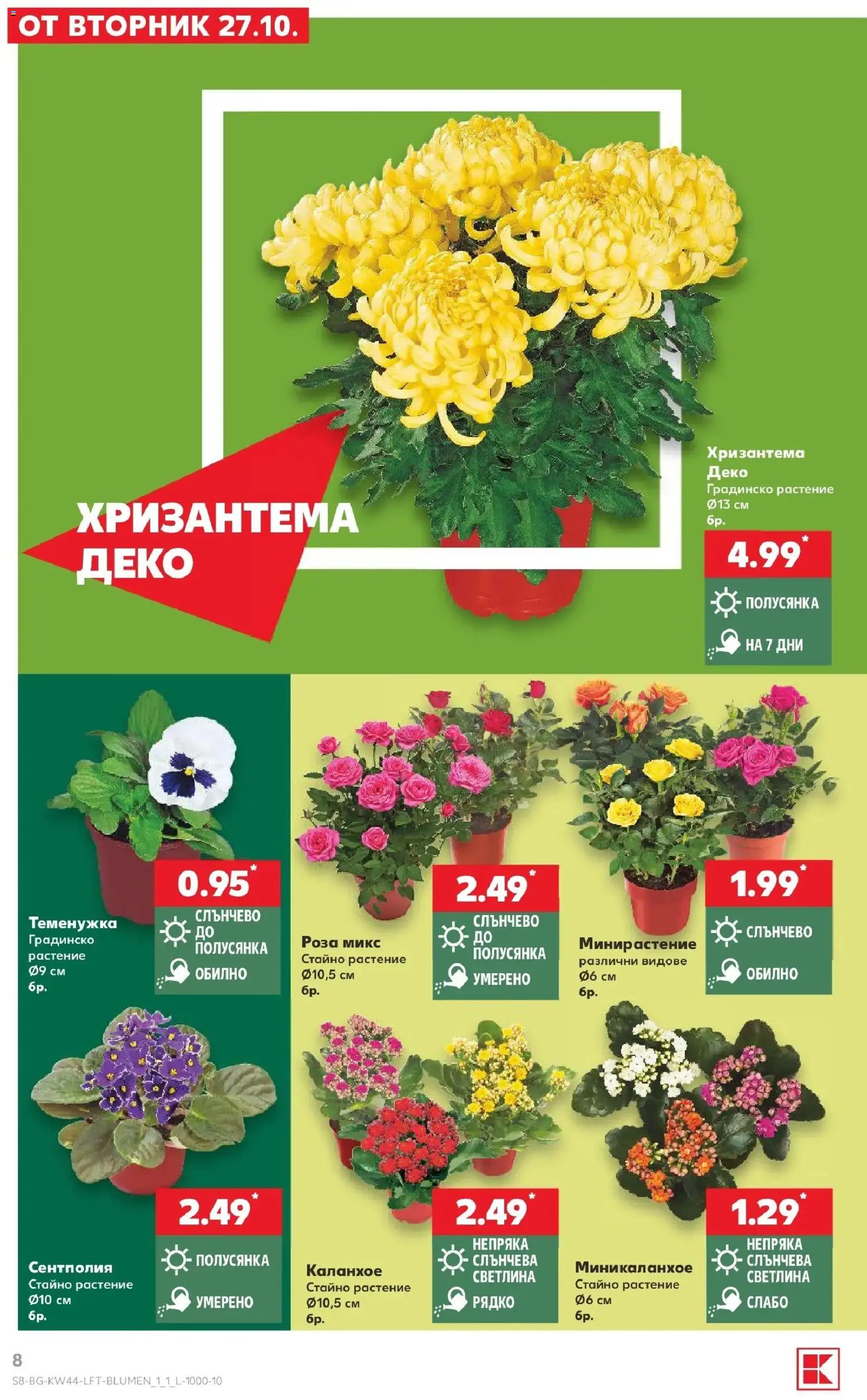 Нова Кауфланд брошура София - Топ оферти в Kaufland с валидност до 01.11.2026 от 26.10.2026 | Страница: 8 | Продукти: Хризантема, Роза