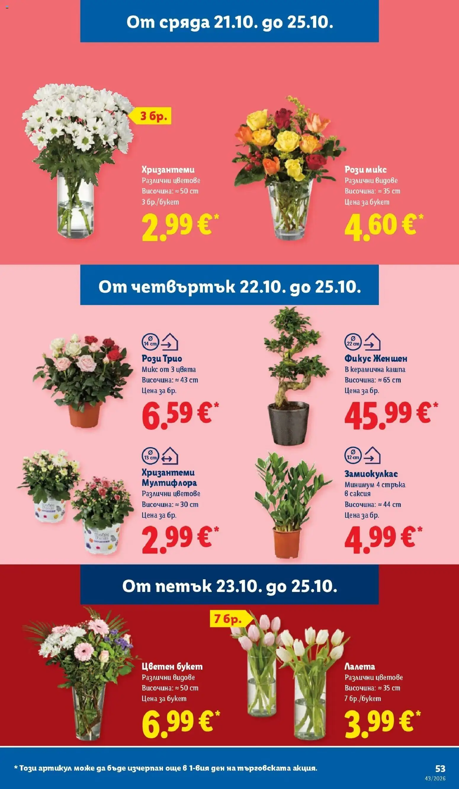 Лидл брошура Сваляме цените от 19.10.2026 | Страница: 53 | Продукти: Лалета, Кашпа, Саксия