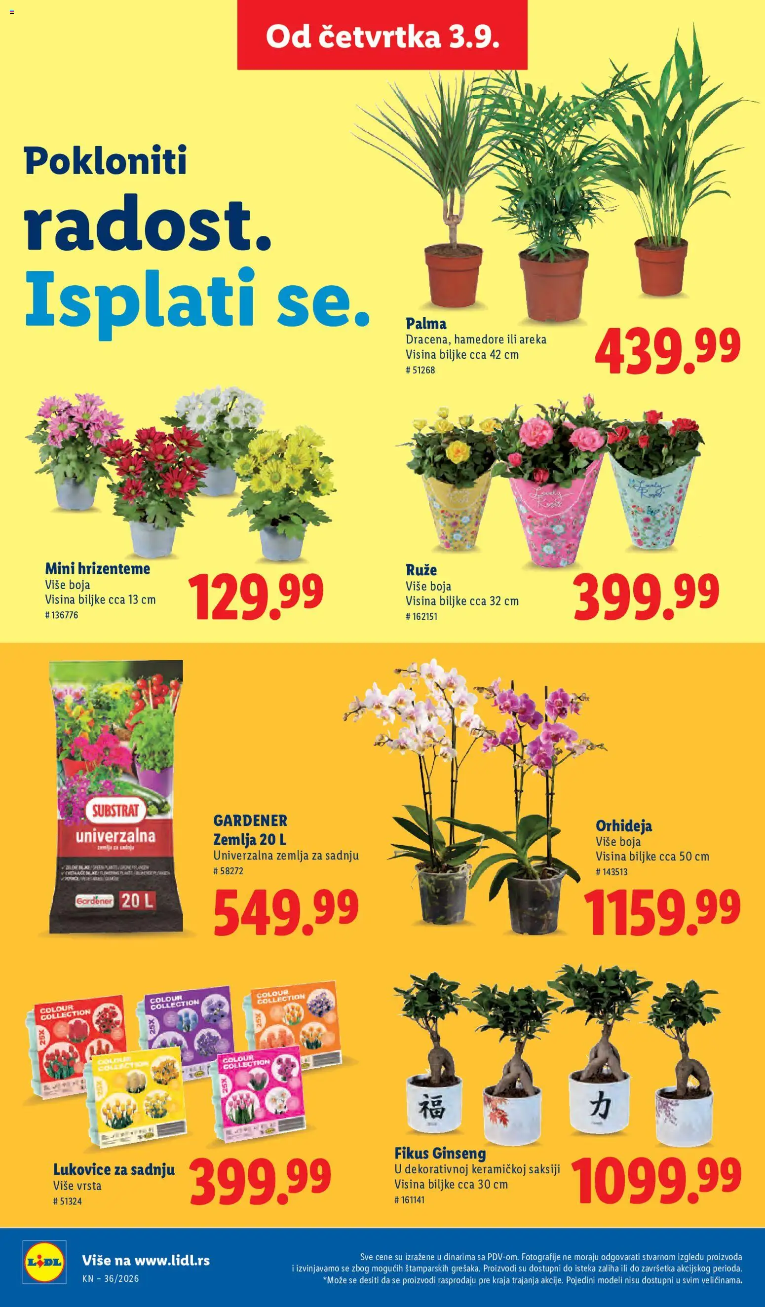 Lidl katalog - važi od 03.09.2026 | Strana: 82 | Proizvode: Zemlja, Orhideja, Ruze