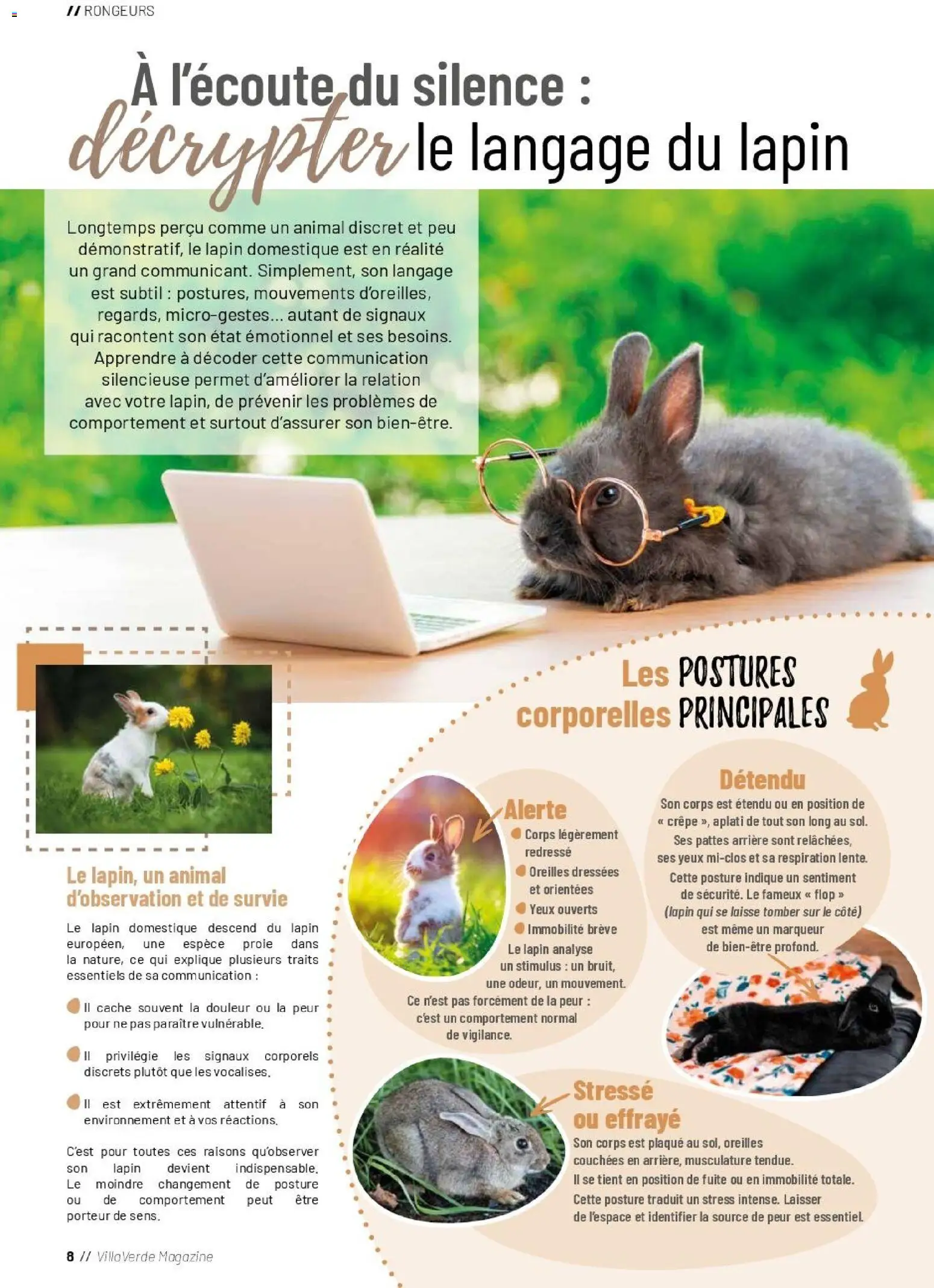 {H1} | Page: 8 | Produits: Lapin, Magazine