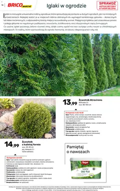 Pogląd oferty "Brico Marché gazetka - Wiosna" - ważna od 04.03.2026 | Strona: 74 | Produkty: Tuje, Doniczka, Rosliny, Doniczki