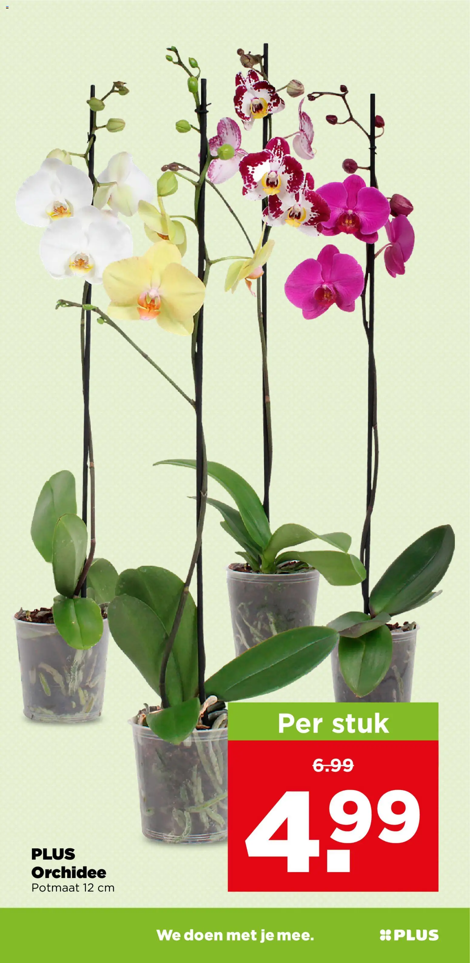 {H1} | Pagina: 35 | Producten: Orchidee