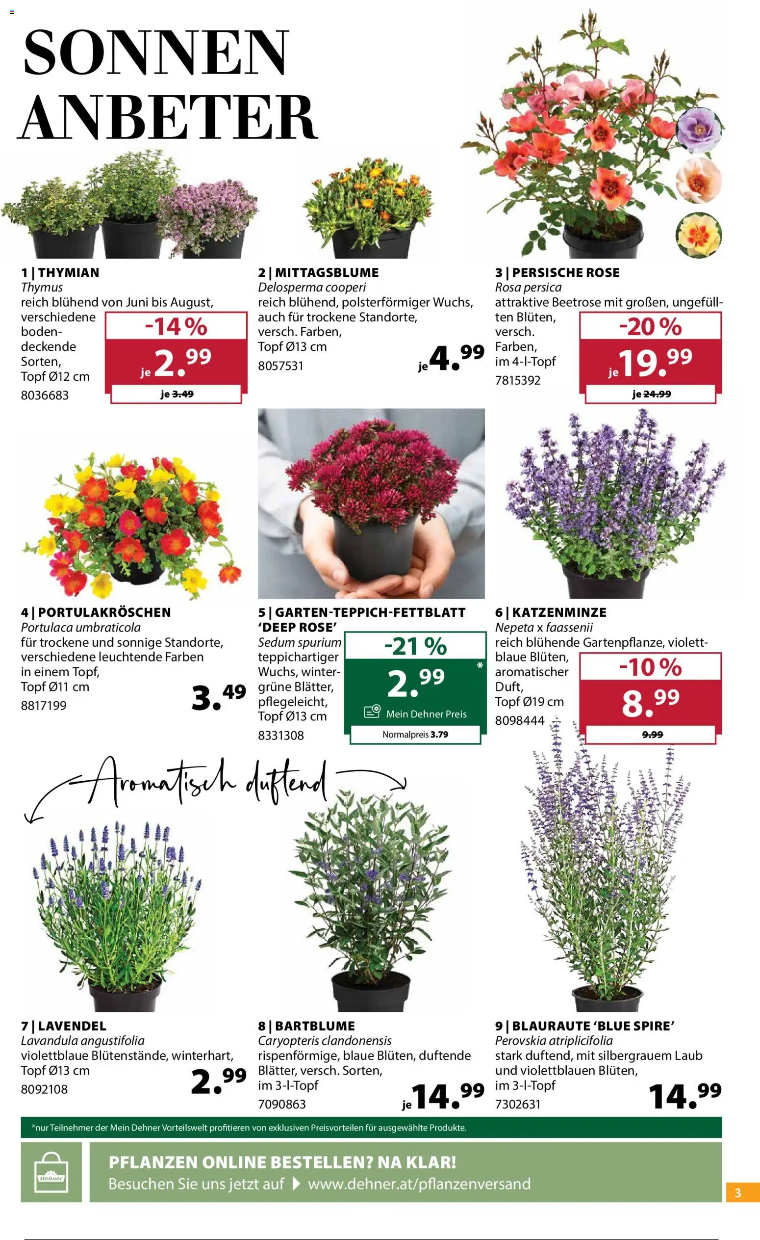 Dehner Flugblatt gültig ab 24.06.2026 | Seite: 3