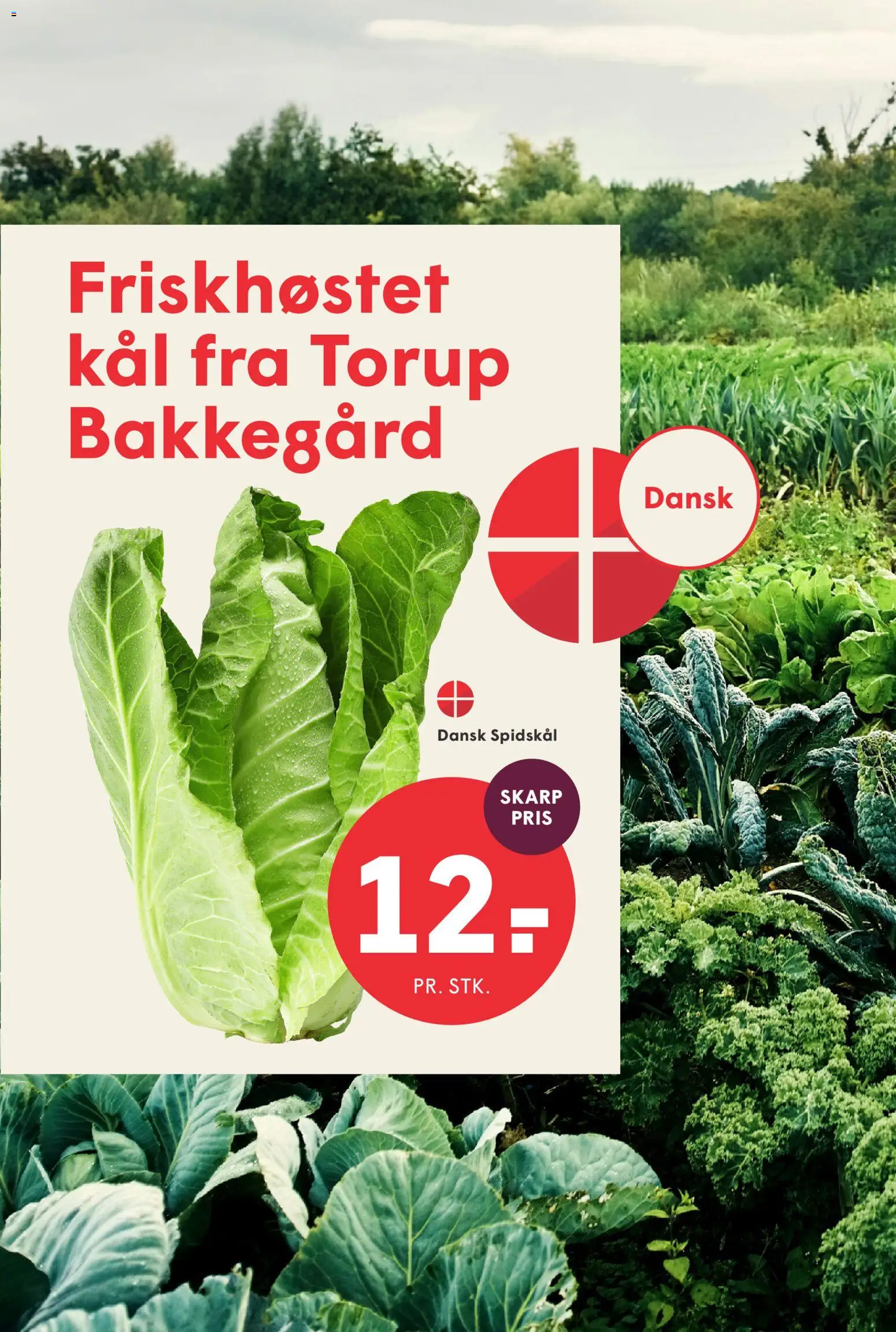 Spar tilbudsavis – gyldig fra 07/08/2026 | Side: 11 | Produkter: Spidskål