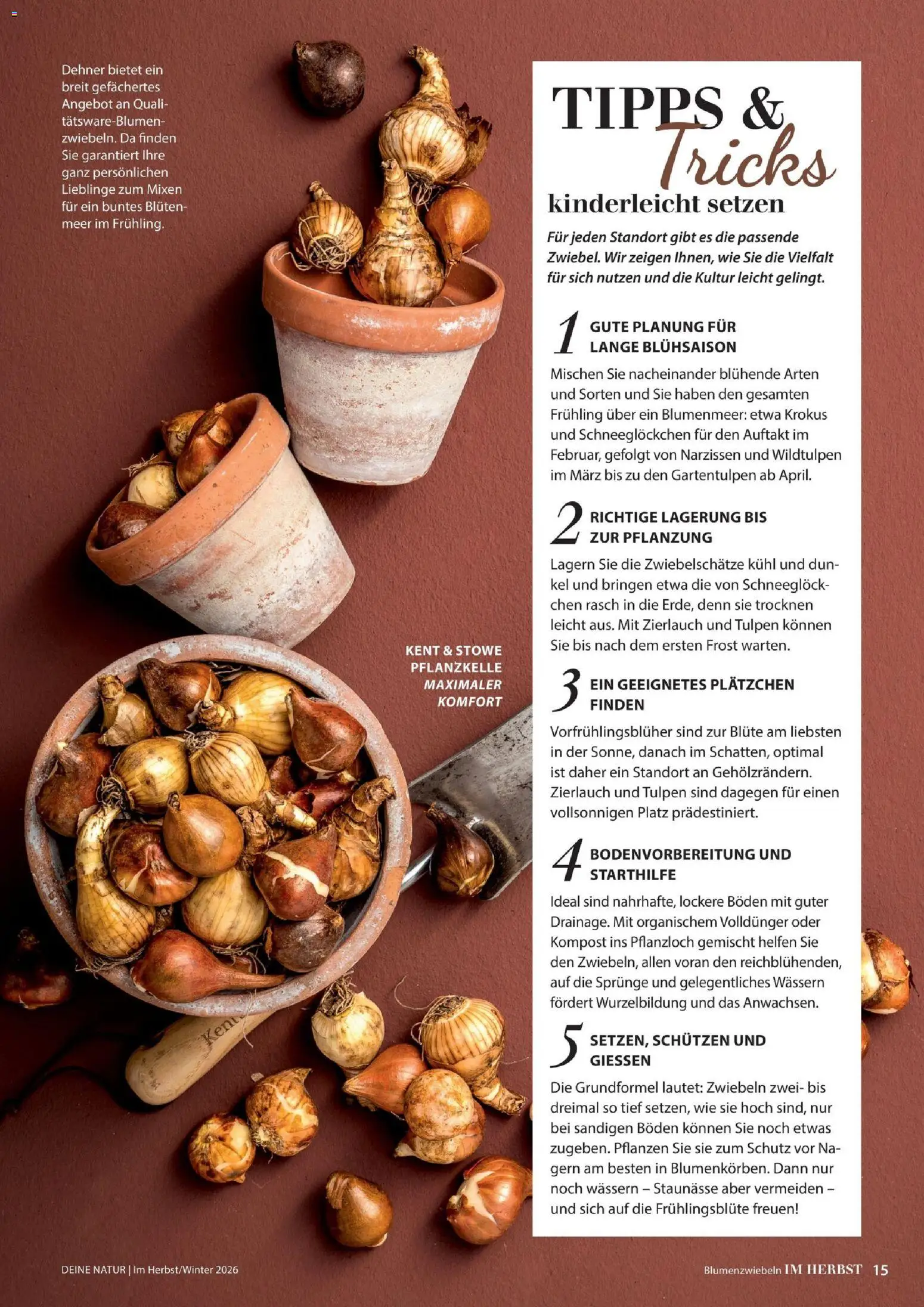 Dehner Magazine HERBST/WINTER 2026 gültig ab 09.10.2026 | Seite: 15 | Produkte: Zwiebeln