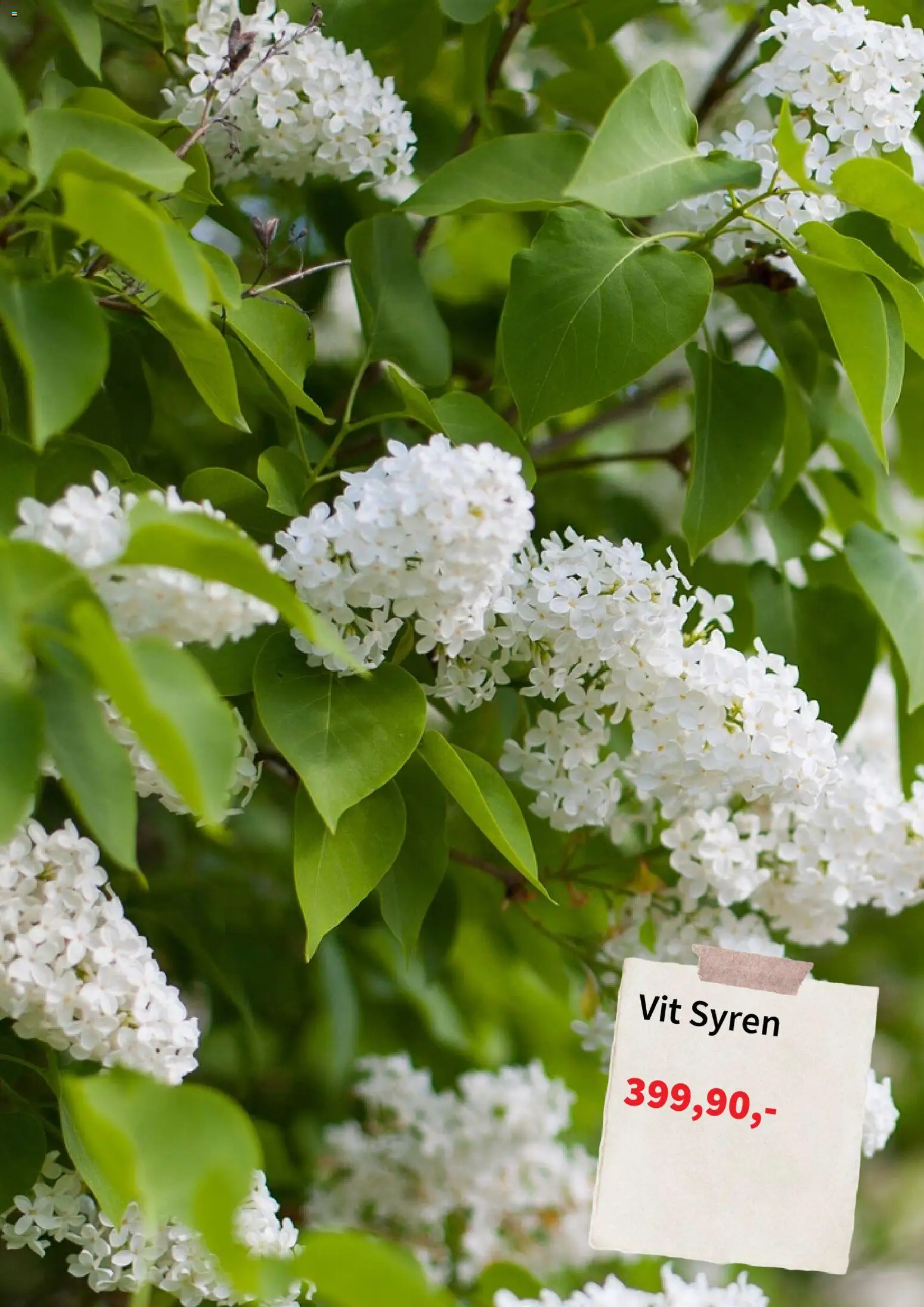 Plantagen reklamblad aktuell från 06/07/2026 | Sida: 4