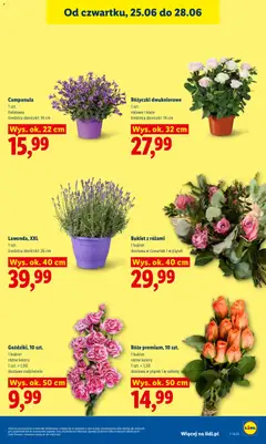 Pogląd oferty "Lidl gazetka" - ważna od 25.06.2026 | Strona: 41 | Produkty: Doniczki