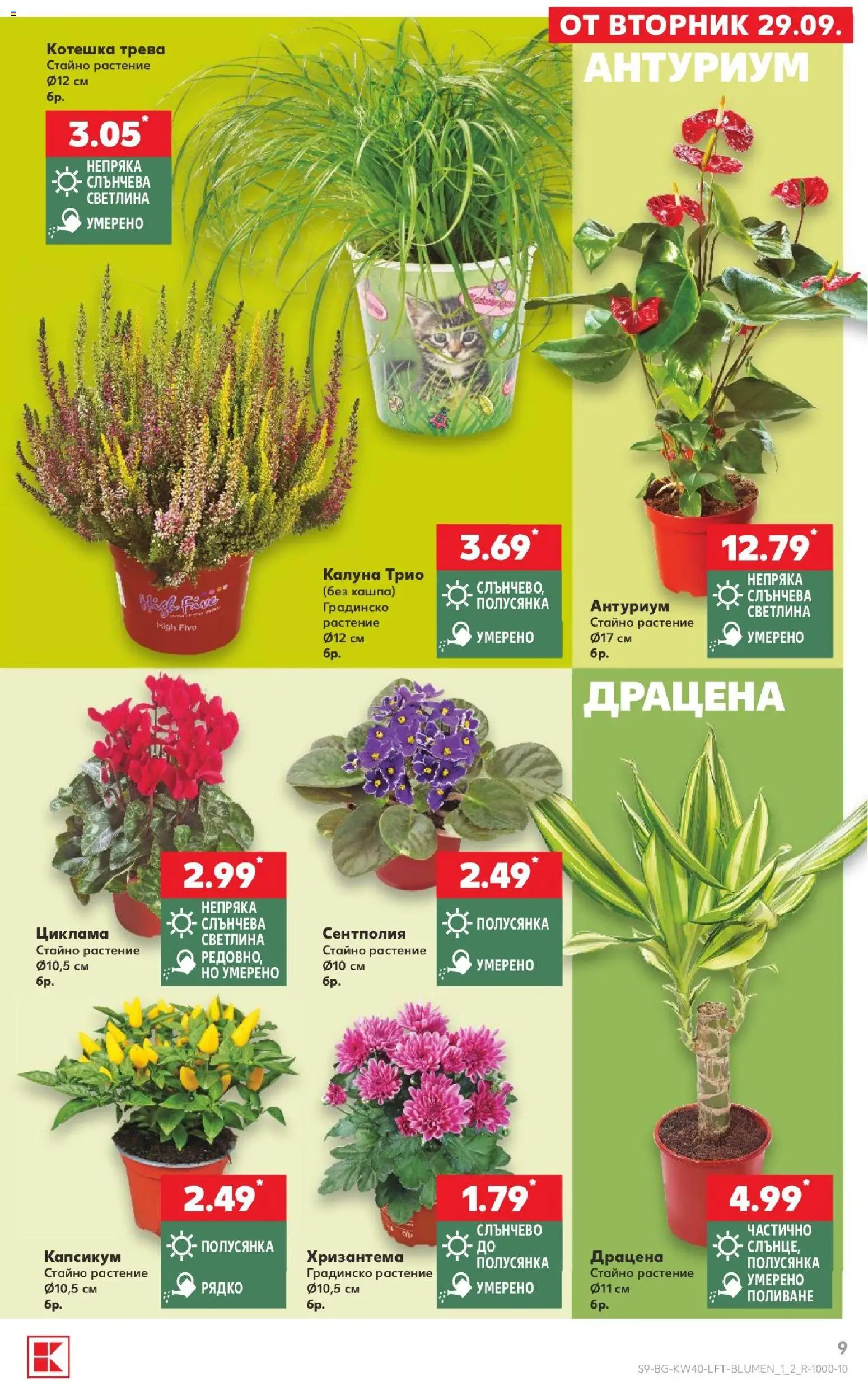 {H1} | Страница: 9 | Продукти: Кашпа, Хризантема