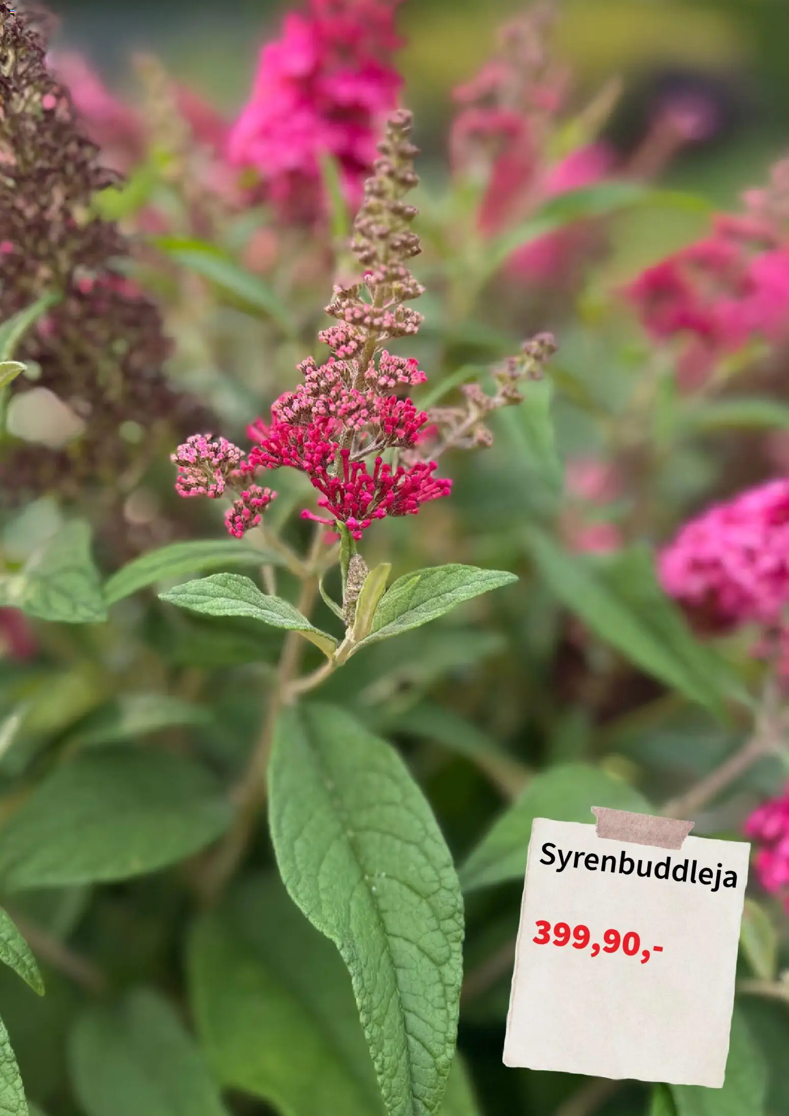 Plantagen reklamblad aktuell från 06/07/2026 | Sida: 6