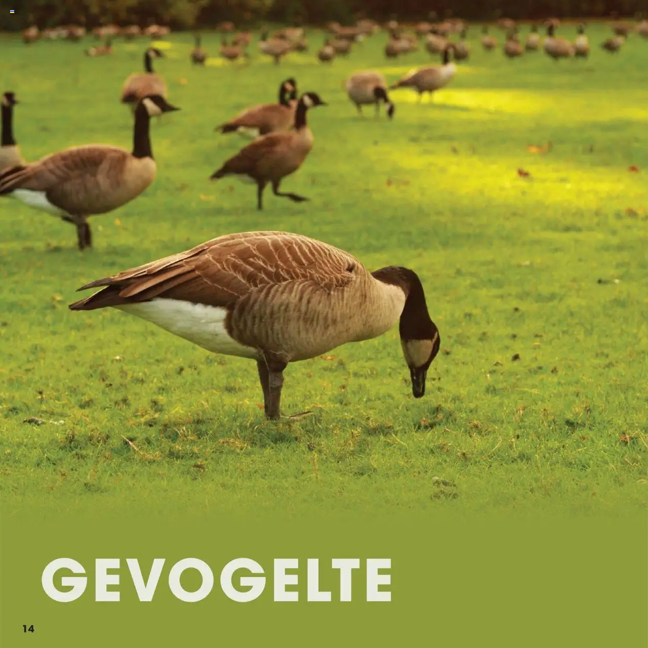 {H1} | Pagina: 14 | Producten: Gevogelte