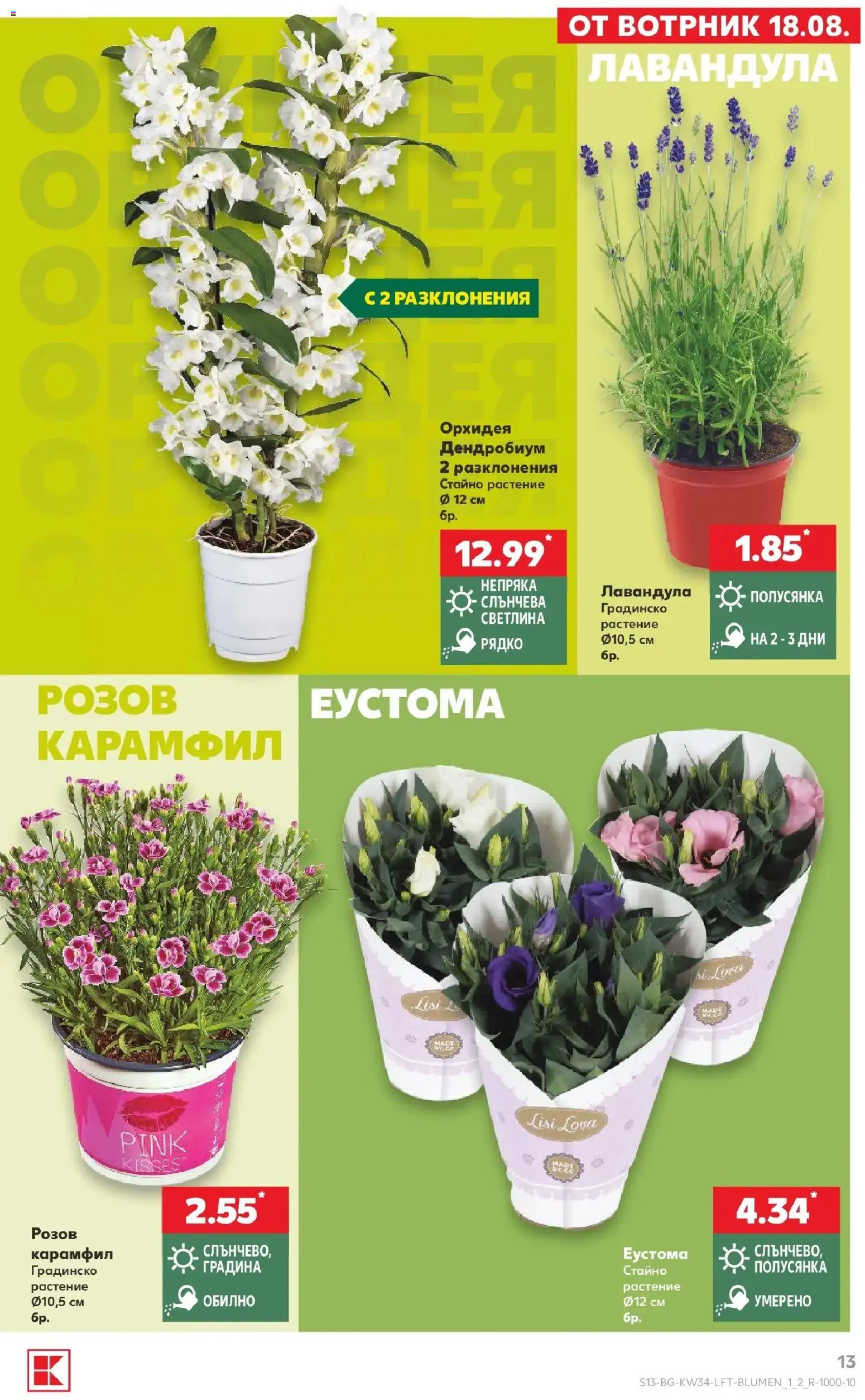 Нова Кауфланд брошура Сливен - Топ оферти с Kaufland с валидност до 23.08.2026 от 17.08.2026 | Страница: 13 | Продукти: Орхидея, Карамфил
