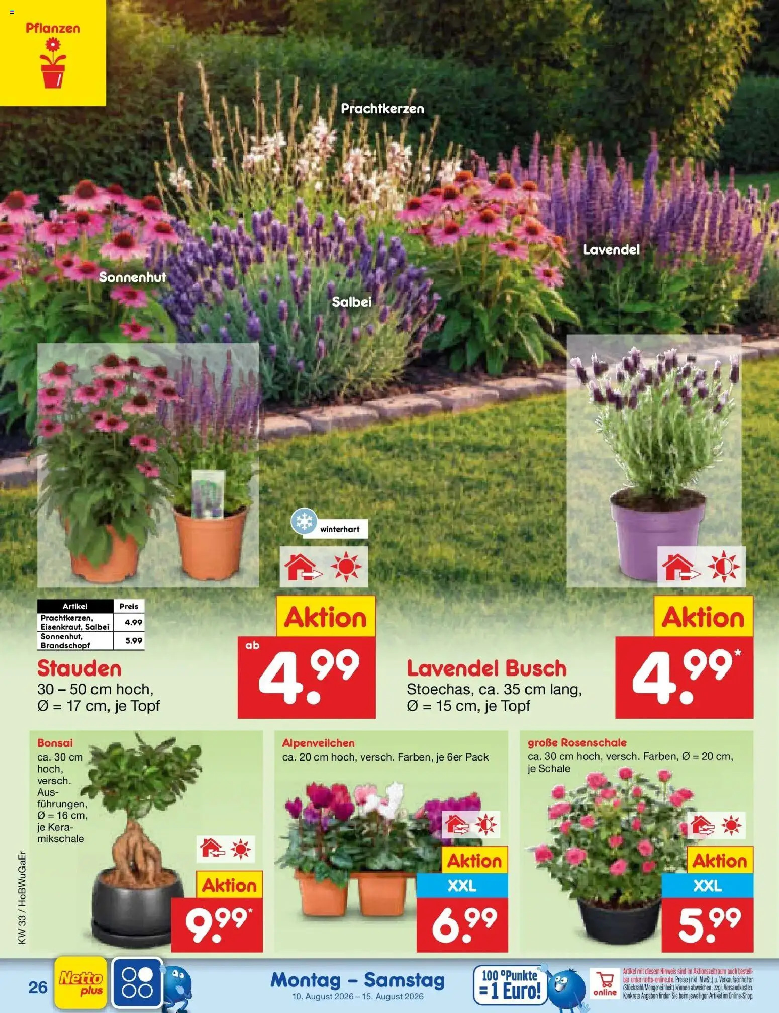 Netto Marken-Discount Prospekt – gültig ab 10.08.2026 | Seite: 38 | Produkte: Lavendel