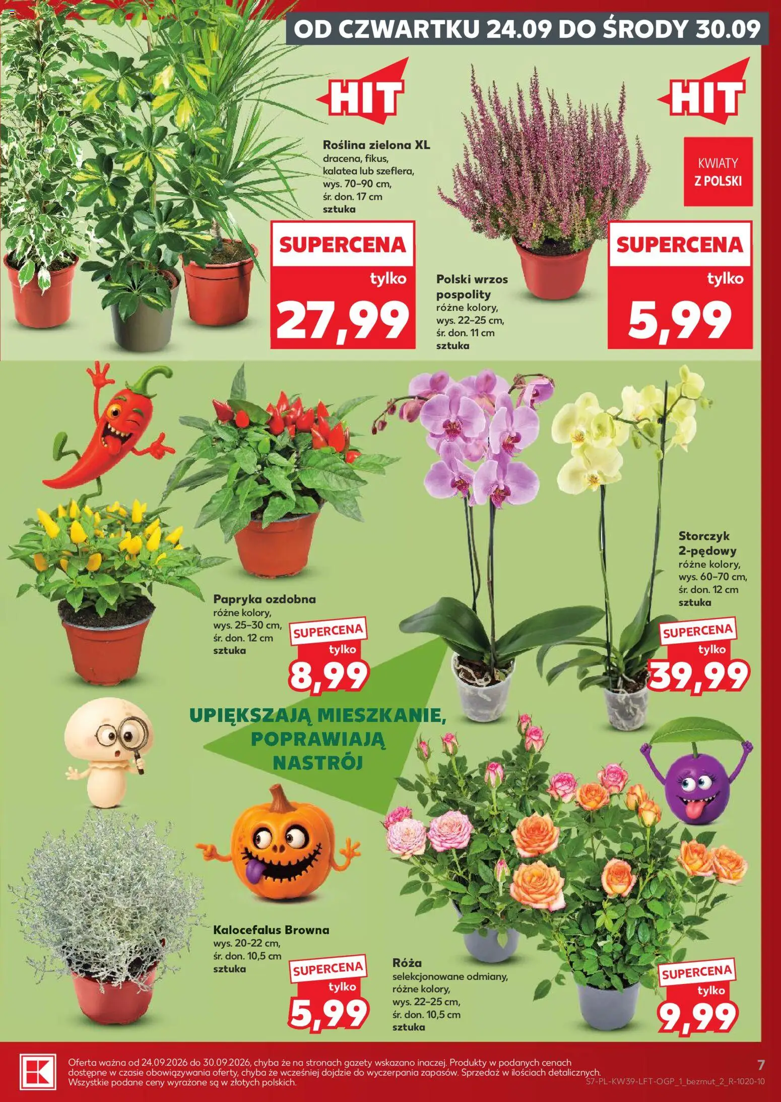 Kaufland Polsko leták od 24.09.2026 | Strana: 7 | Produkty: Storczyk