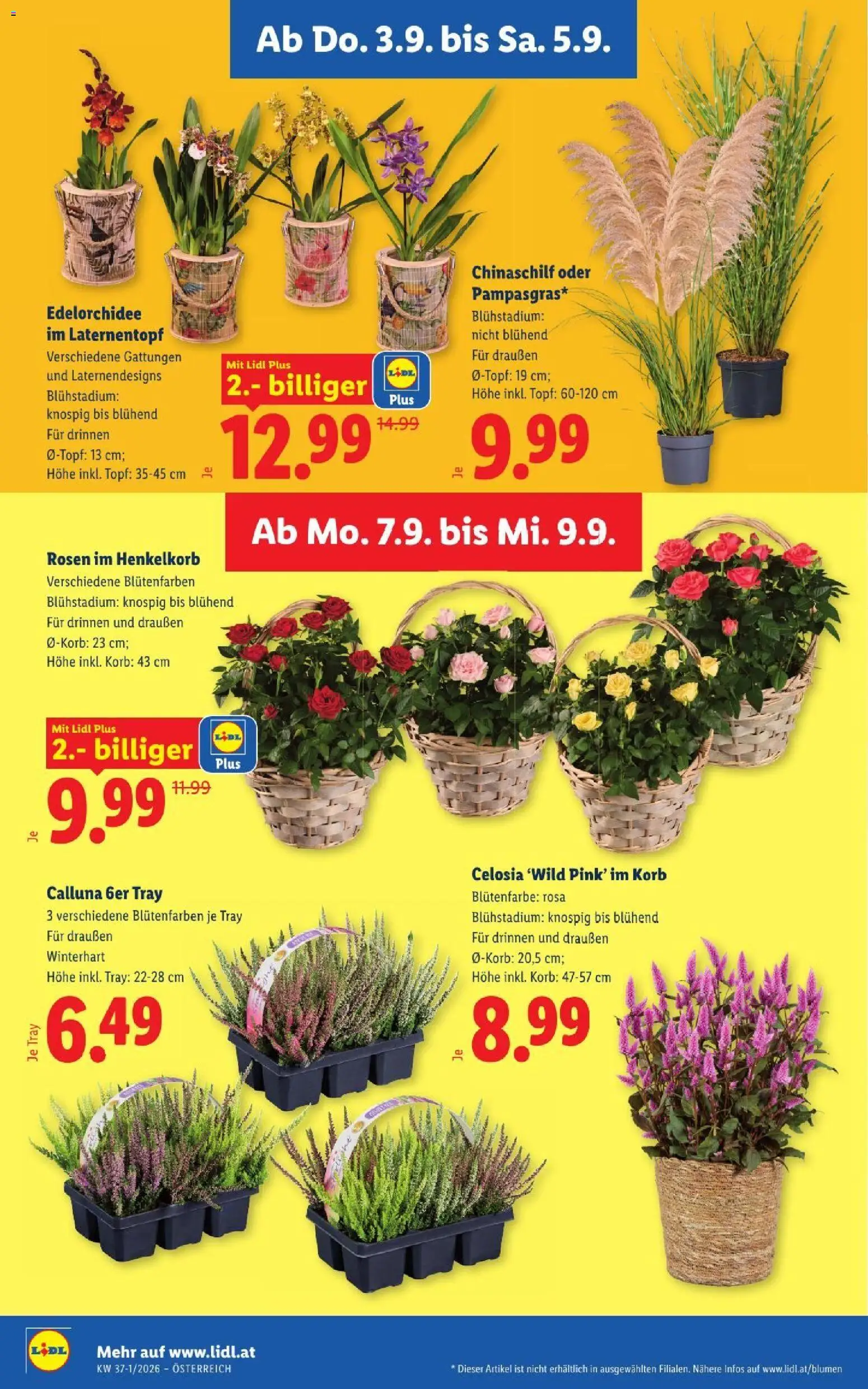 Lidl - Flugblatt gültig ab 03.09.2026 | Seite: 28