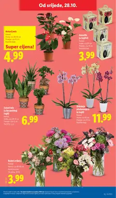 Orhideja, phalaenopsis, (u tegli), Komad, Visina: cca 65 cm, Promjer: cca 12 cm, Različite boje - Pregled kataloga iz trgovine Lidl, vrijedi od 26.10.2026 | Stranica: 63