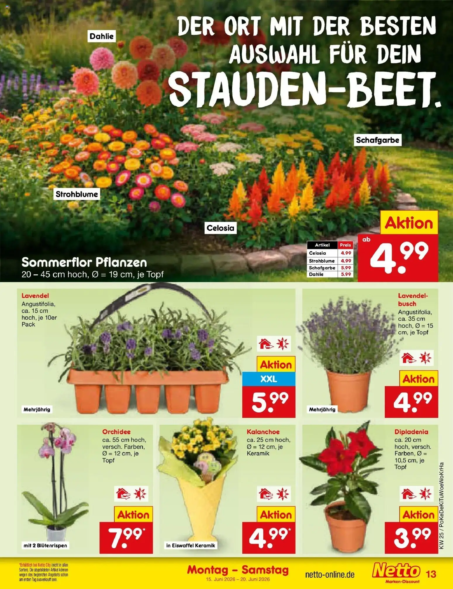 Netto Marken-Discount Prospekt Thierhaupten – gültig ab 15.06.2026 | Seite: 17 | Produkte: Orchidee, Lavendel