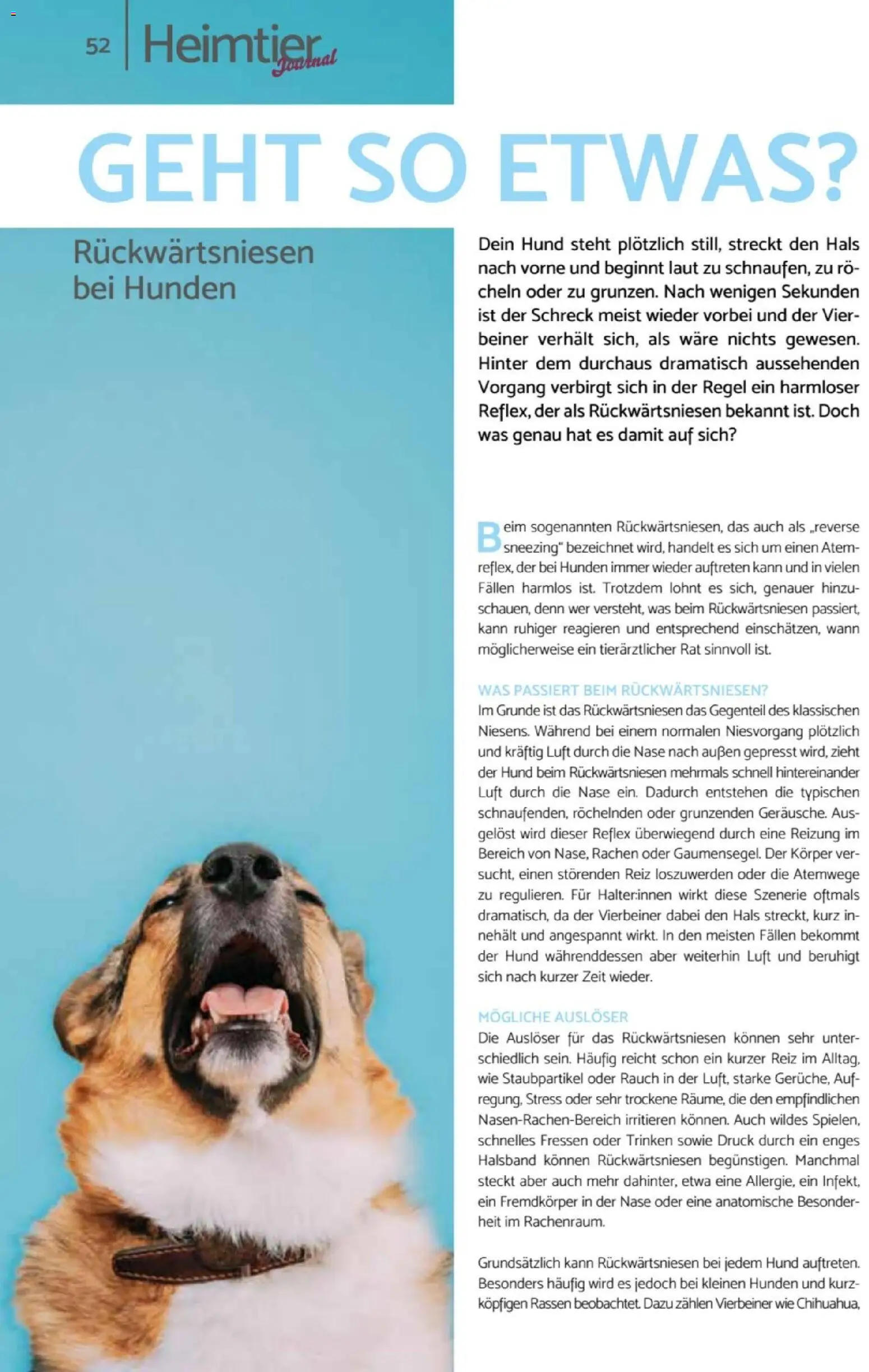 zookauf Heimtier Journal – gültig ab 01.10.2026 | Seite: 52