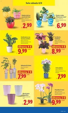 Vista previa Plantas mini en maceta de fruta, Altura: 10-15 cm. Diámetro maceta: 6 cm. Interior. válido desde el 01.06.2026 | Página: 53 | Productos: Maceta