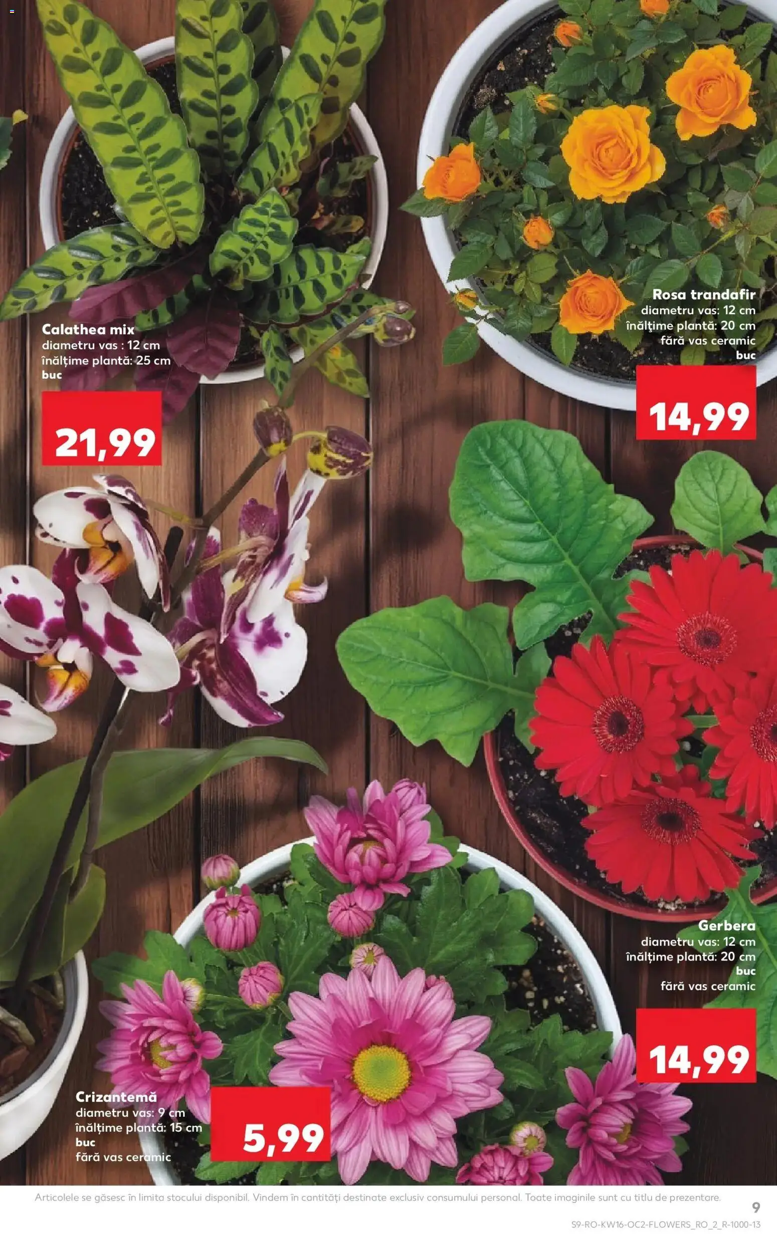 Noul catalog Kaufland – valabil de la 15.04.2026 | Pagină: 9 | Produse: Trandafir