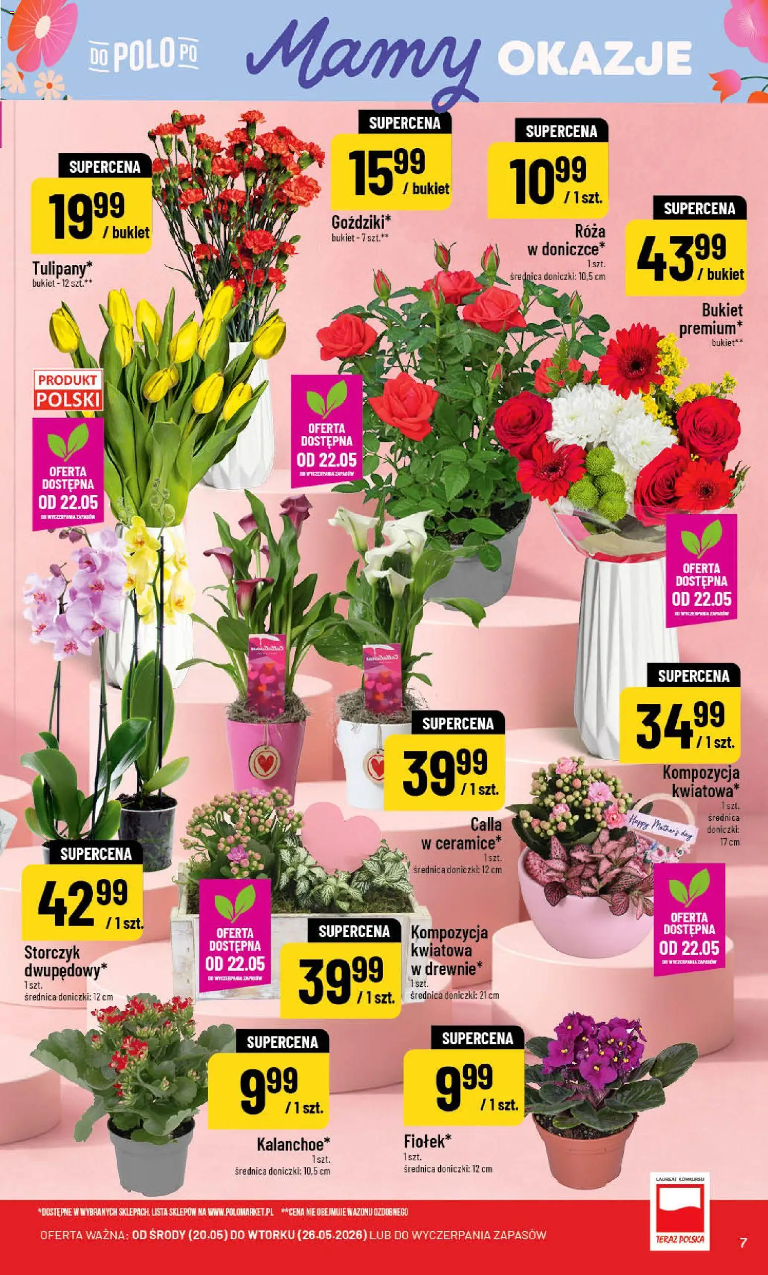 POLOmarket gazetka od 20.05.2026 | Strona: 7 | Produkty: Doniczki, Storczyk