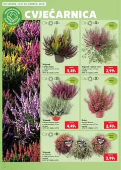 Vrijesak BL Champs, u tegli promjera 14 cm - Pregled kataloga iz trgovine Kaufland, vrijedi od 14.10.2026 | Stranica: 2 | Proizvodi: Vrijesak