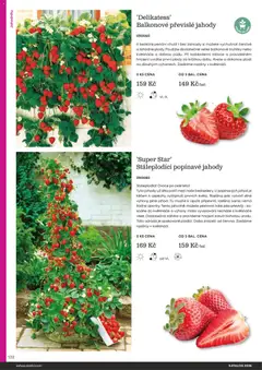 Náhled letáku Starkl katalog od 25.02.2026 | Strana: 132 | Produkty: Truhlíky, Květináče, Jahody, Rostliny