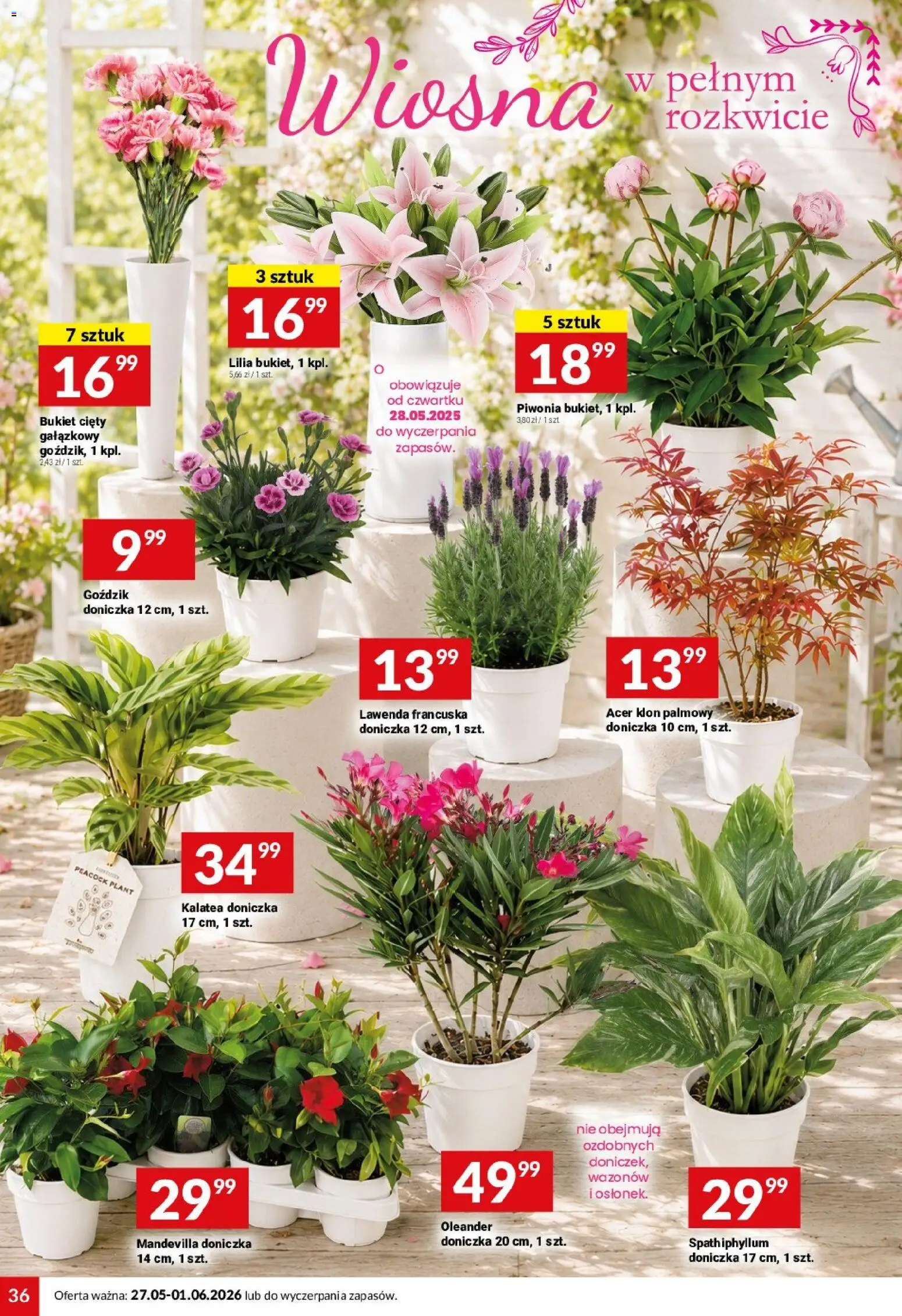 Twój Market gazetka od 27.05.2026 | Strona: 36 | Produkty: Kalatea, Goździk, Klon palmowy, Doniczka