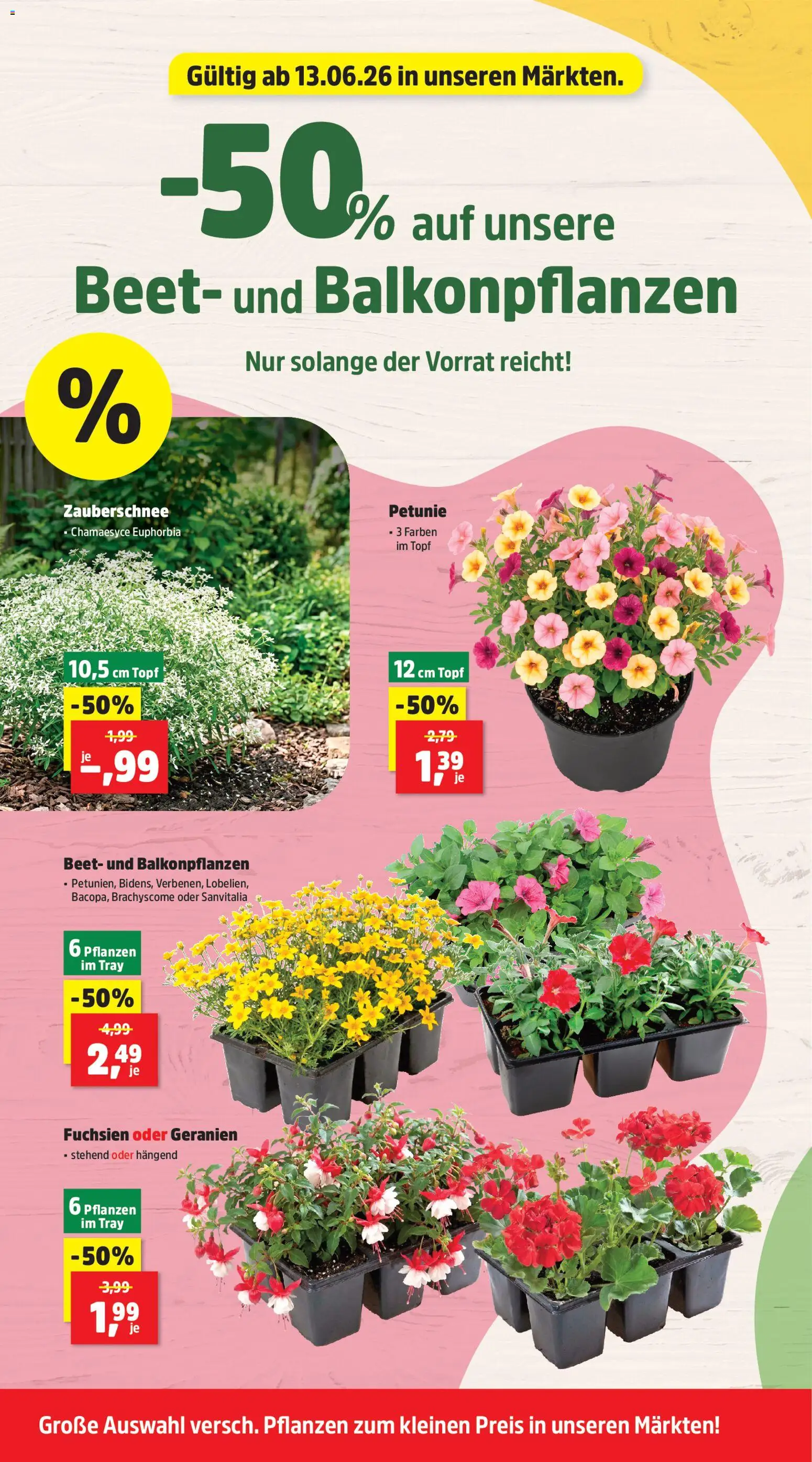 Thomas Philipps Prospekt – gültig ab 15.06.2026 | Seite: 4 | Produkte: Geranien