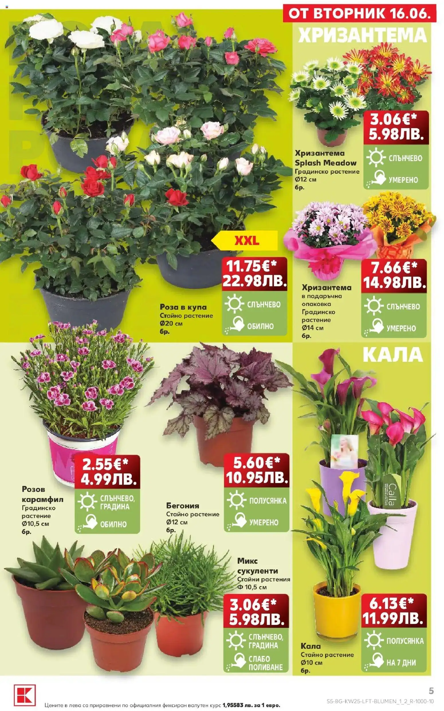 {H1} | Страница: 5 | Продукти: Хризантема, Карамфил, Купа, Роза