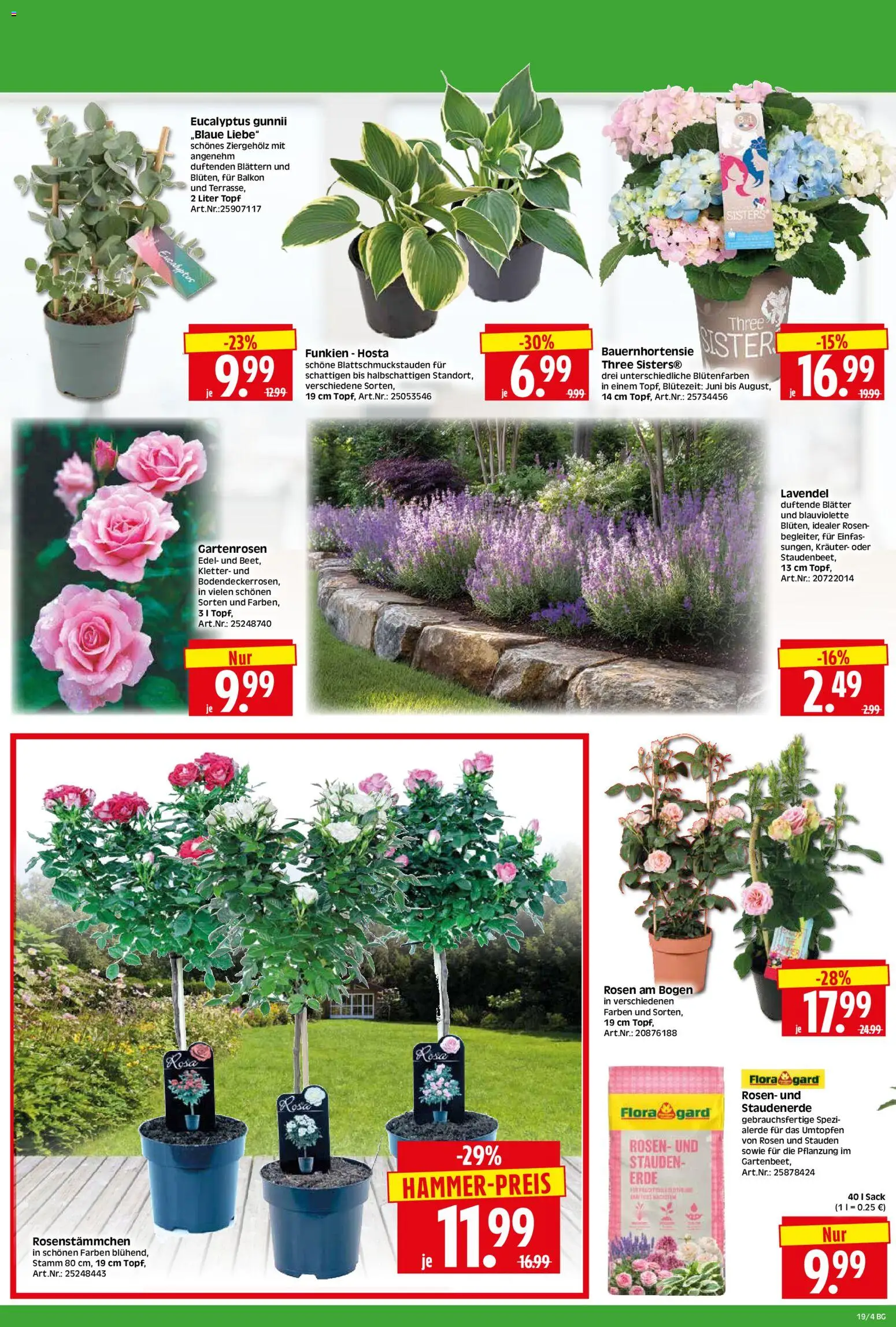 HERKULES Bau & Garten – gültig ab 04.05.2026 | Seite: 4 | Produkte: Lavendel